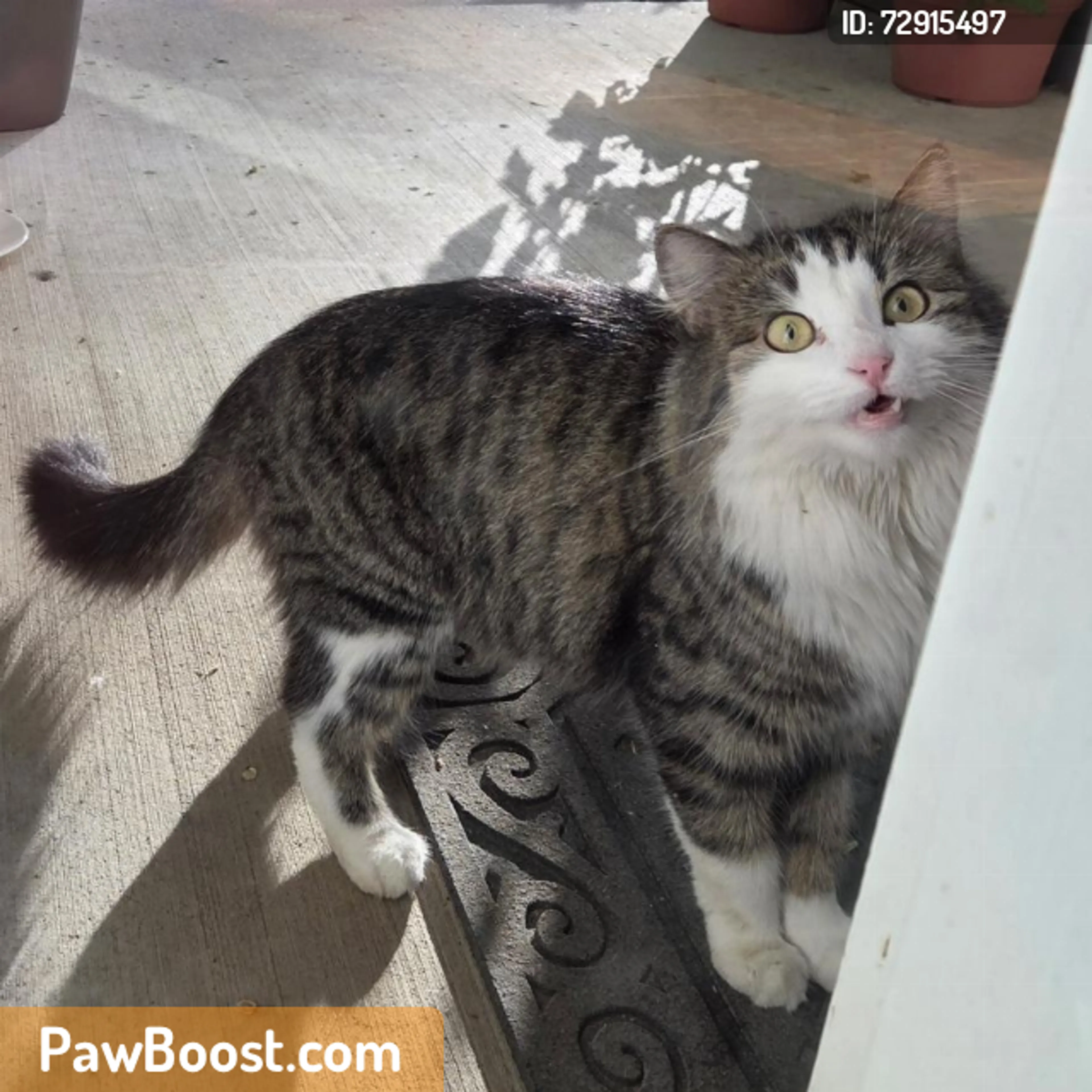 Found pet