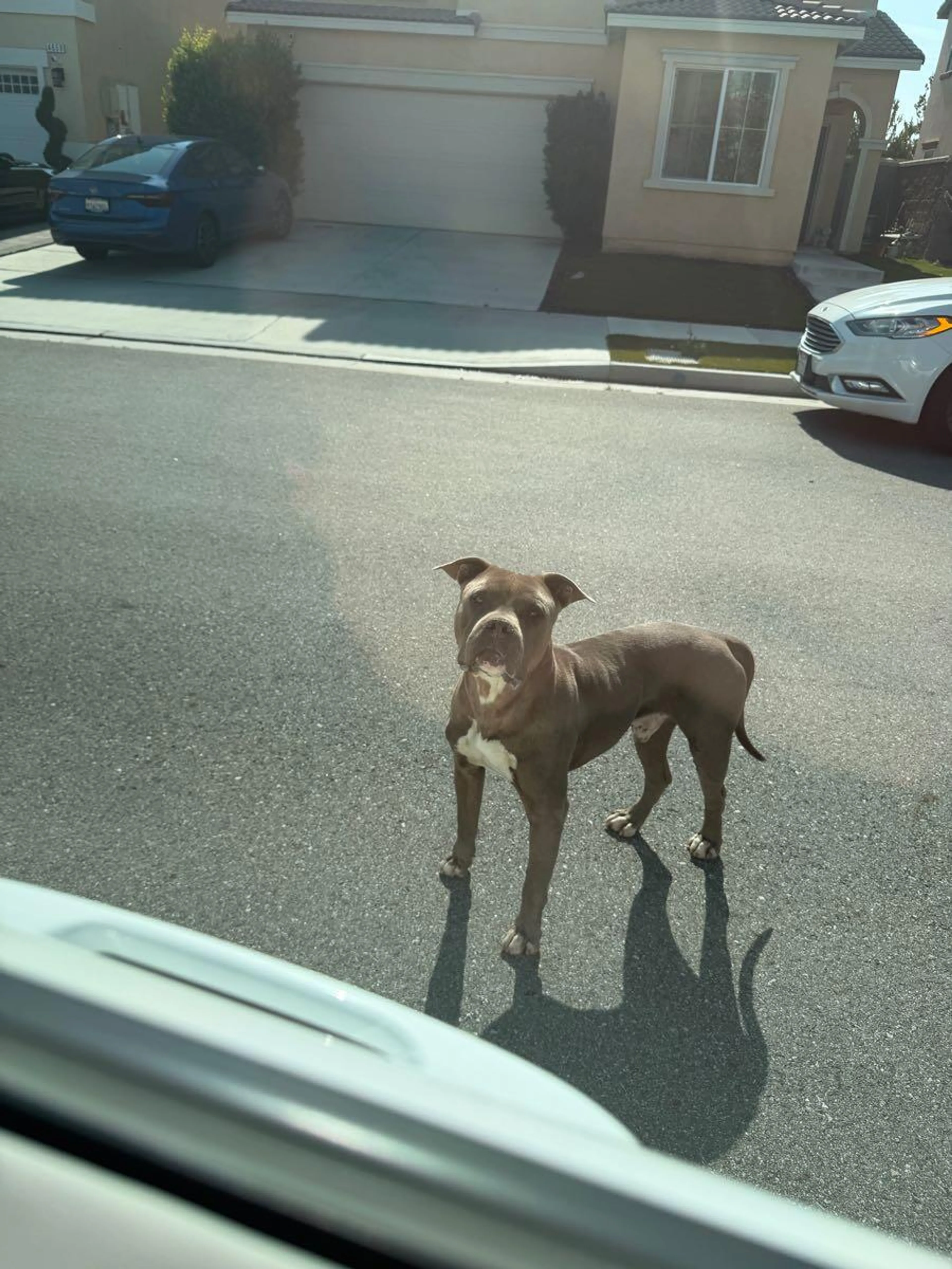 Lost pet