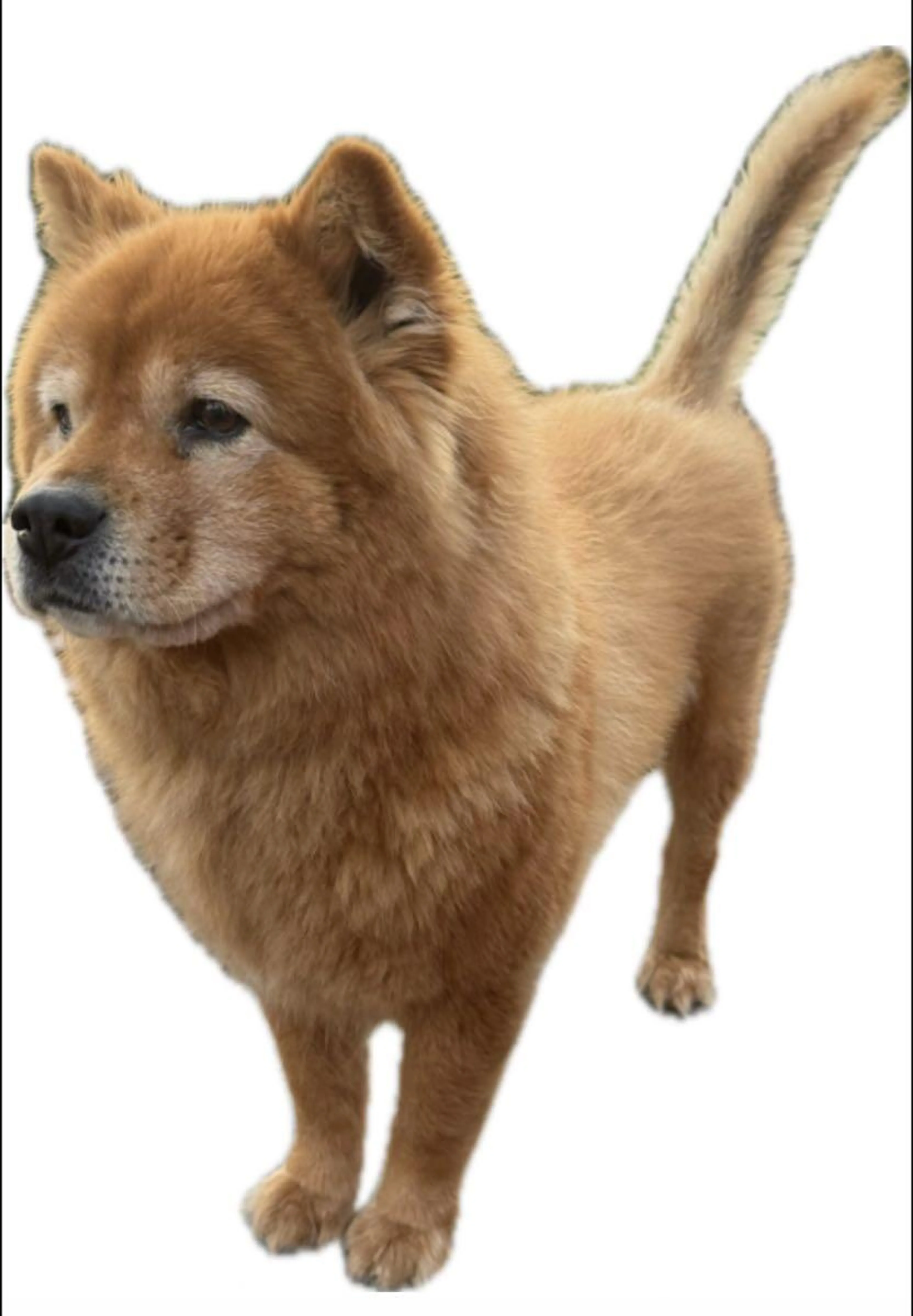 cdn image