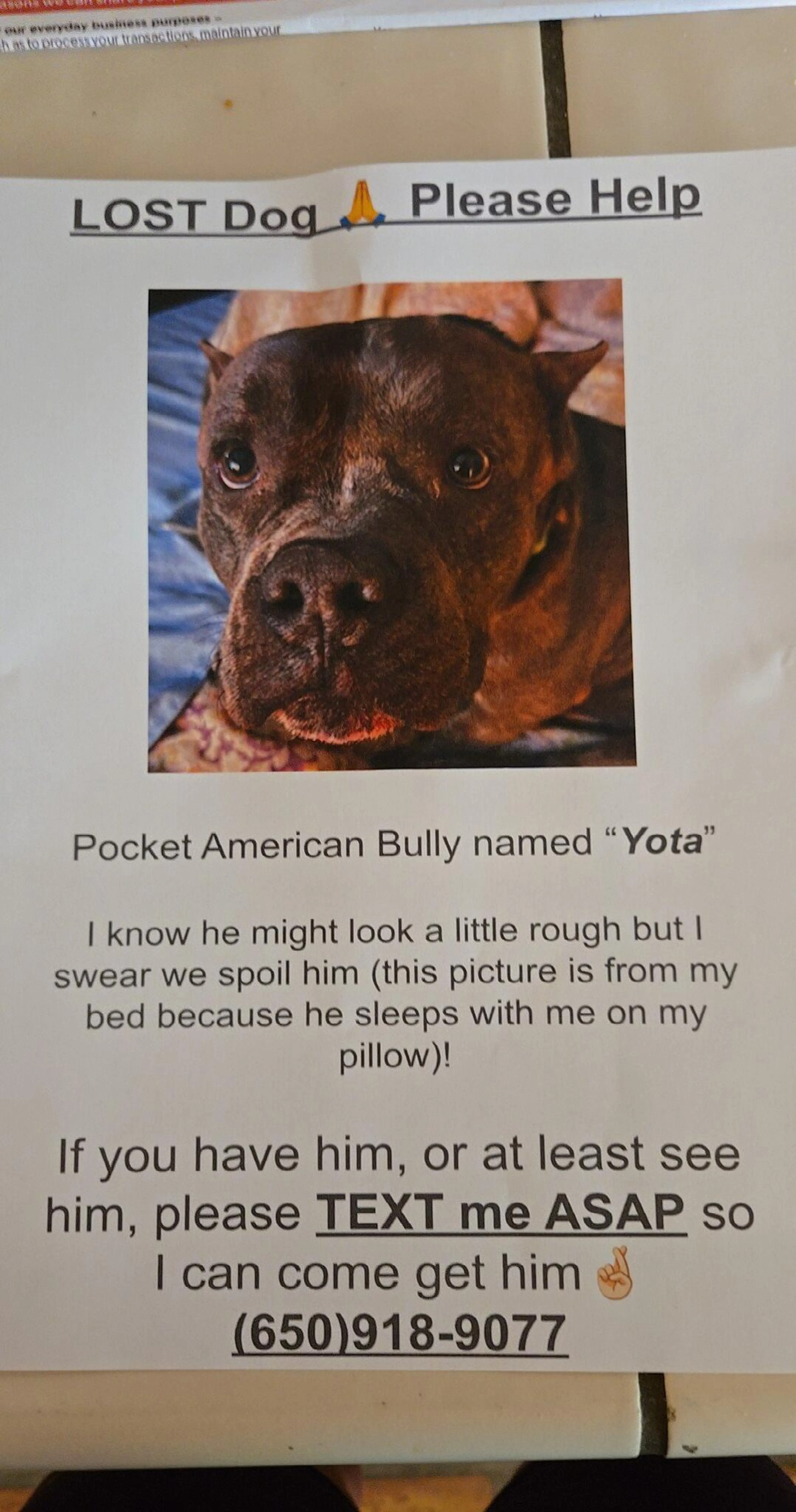 Lost pet