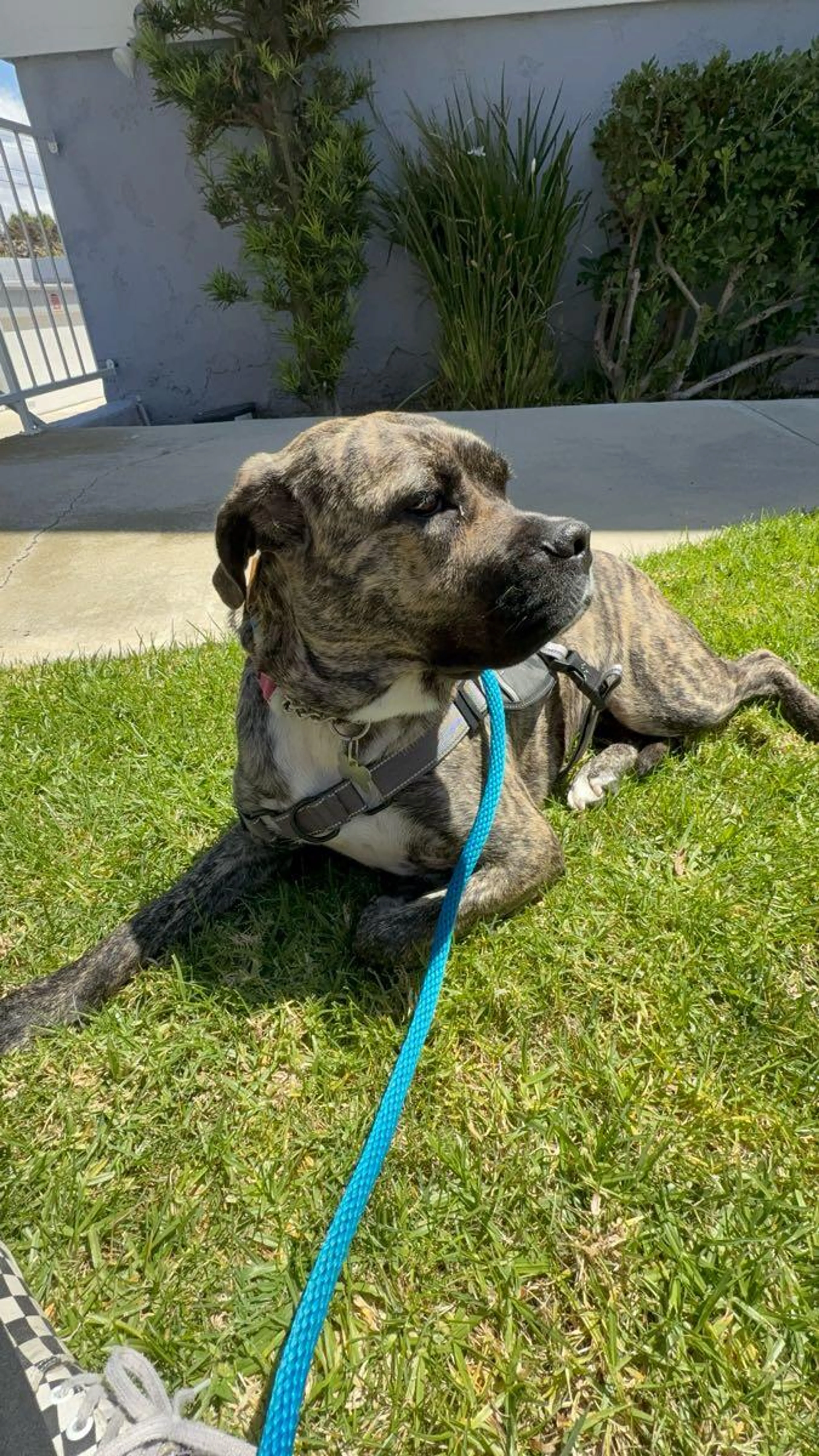 Lost pet