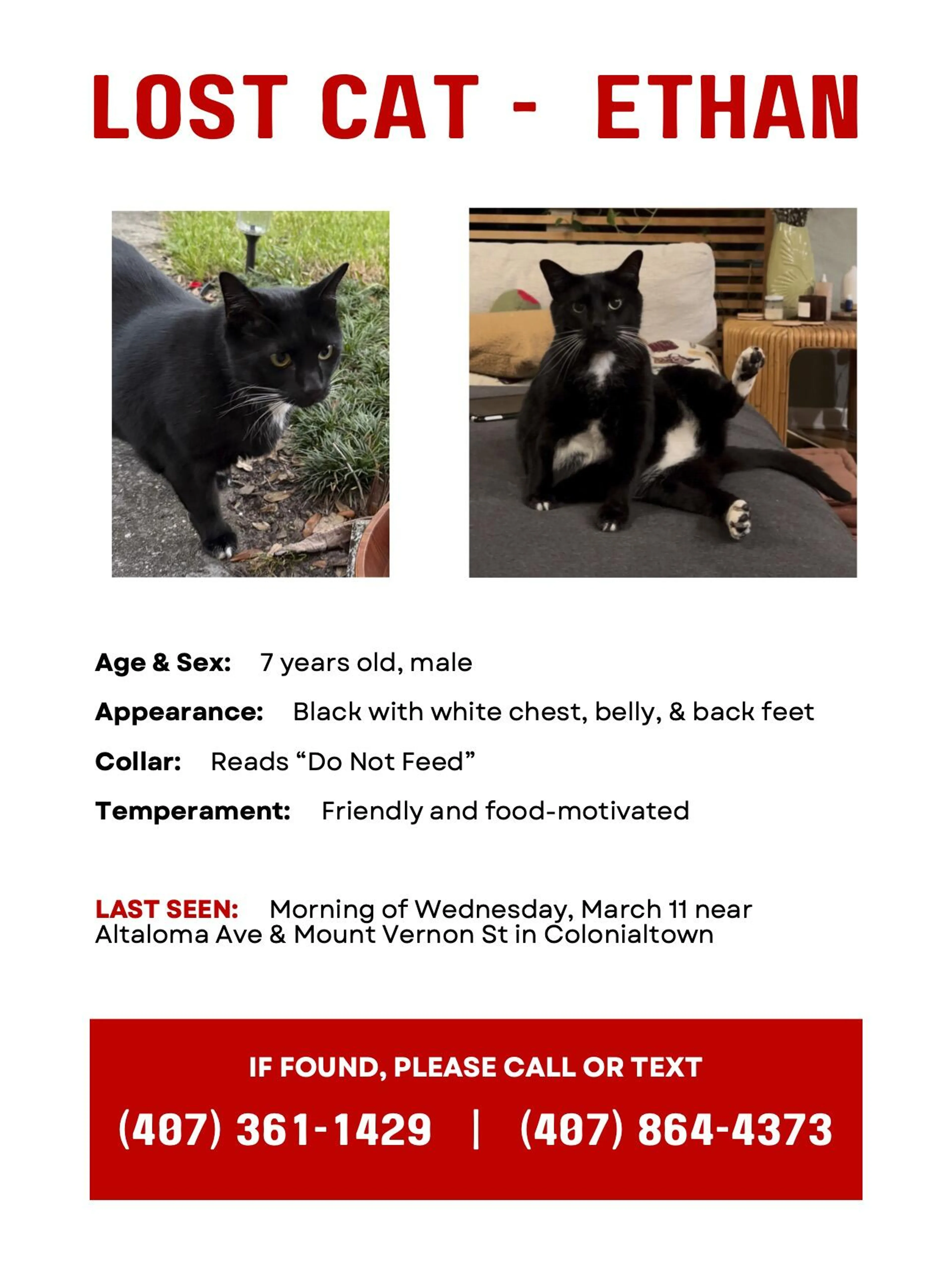 Lost pet