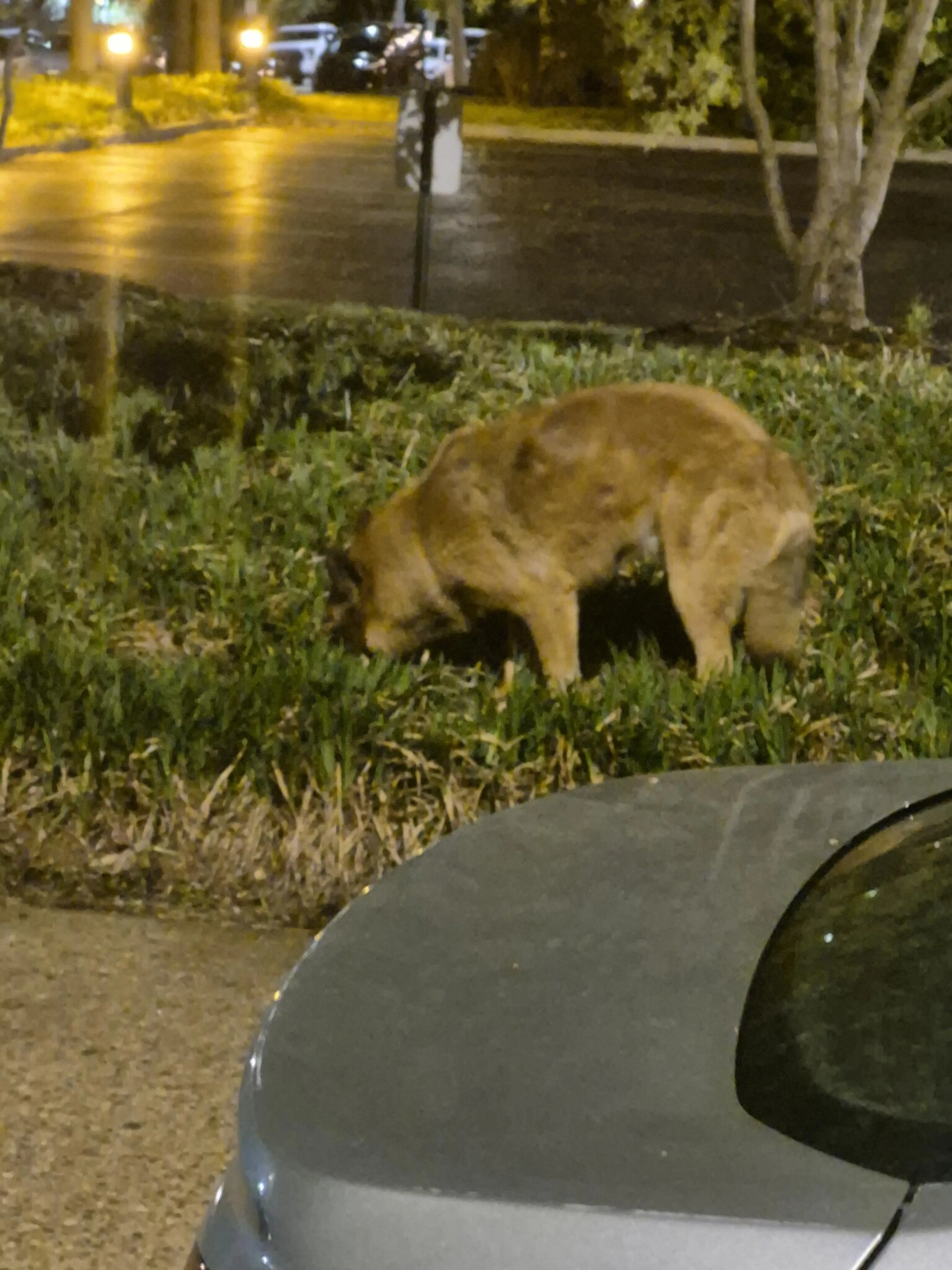 Lost pet