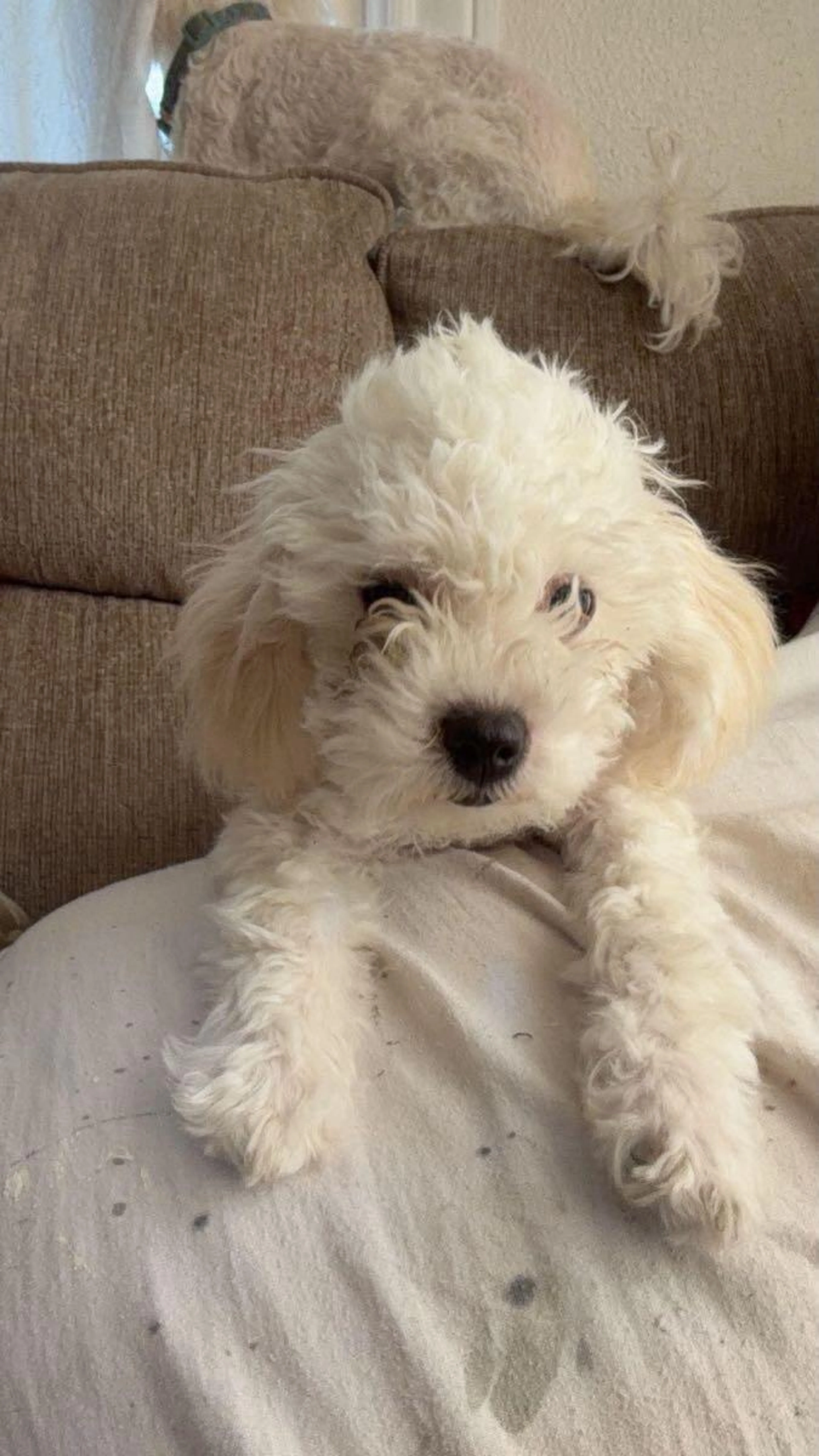 cdn image