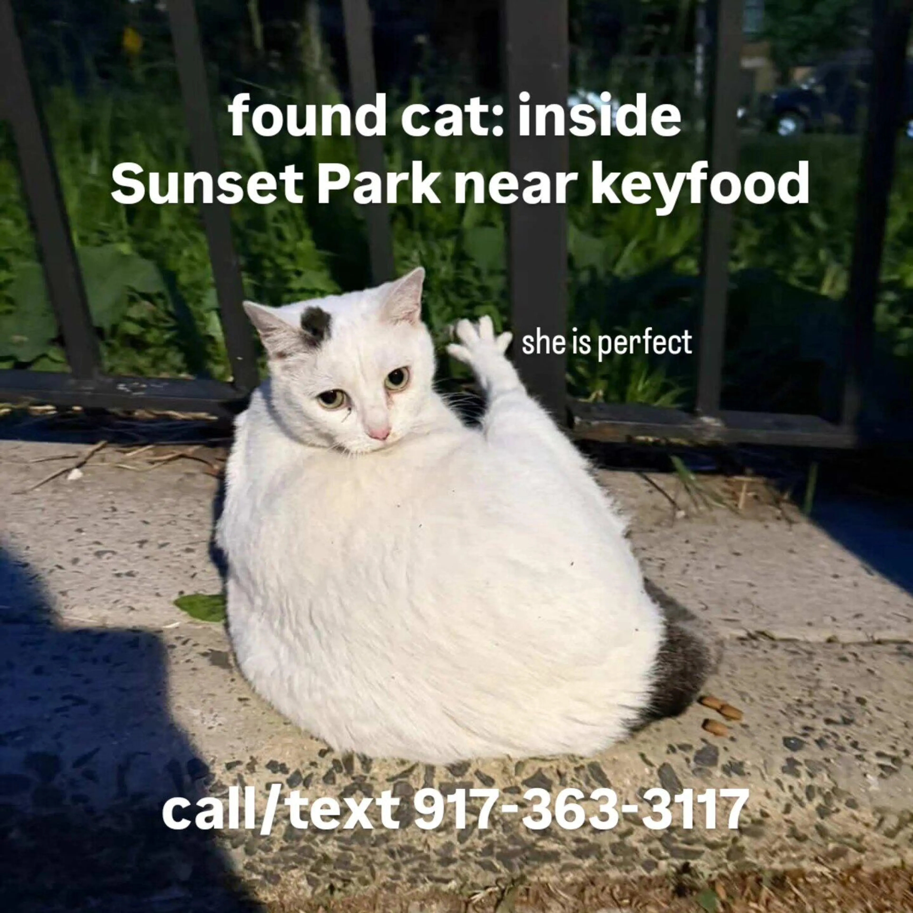 Found pet