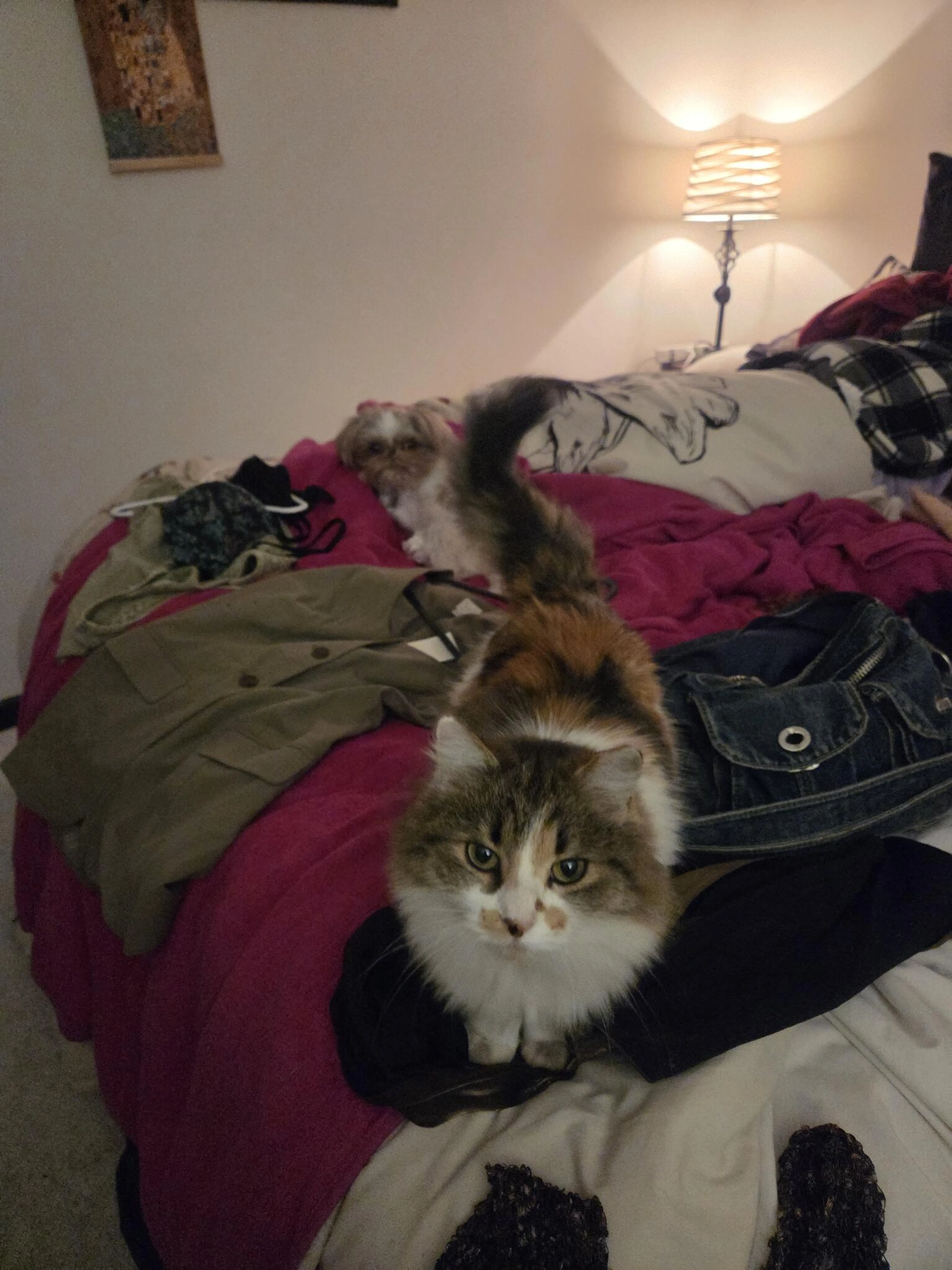 Lost pet