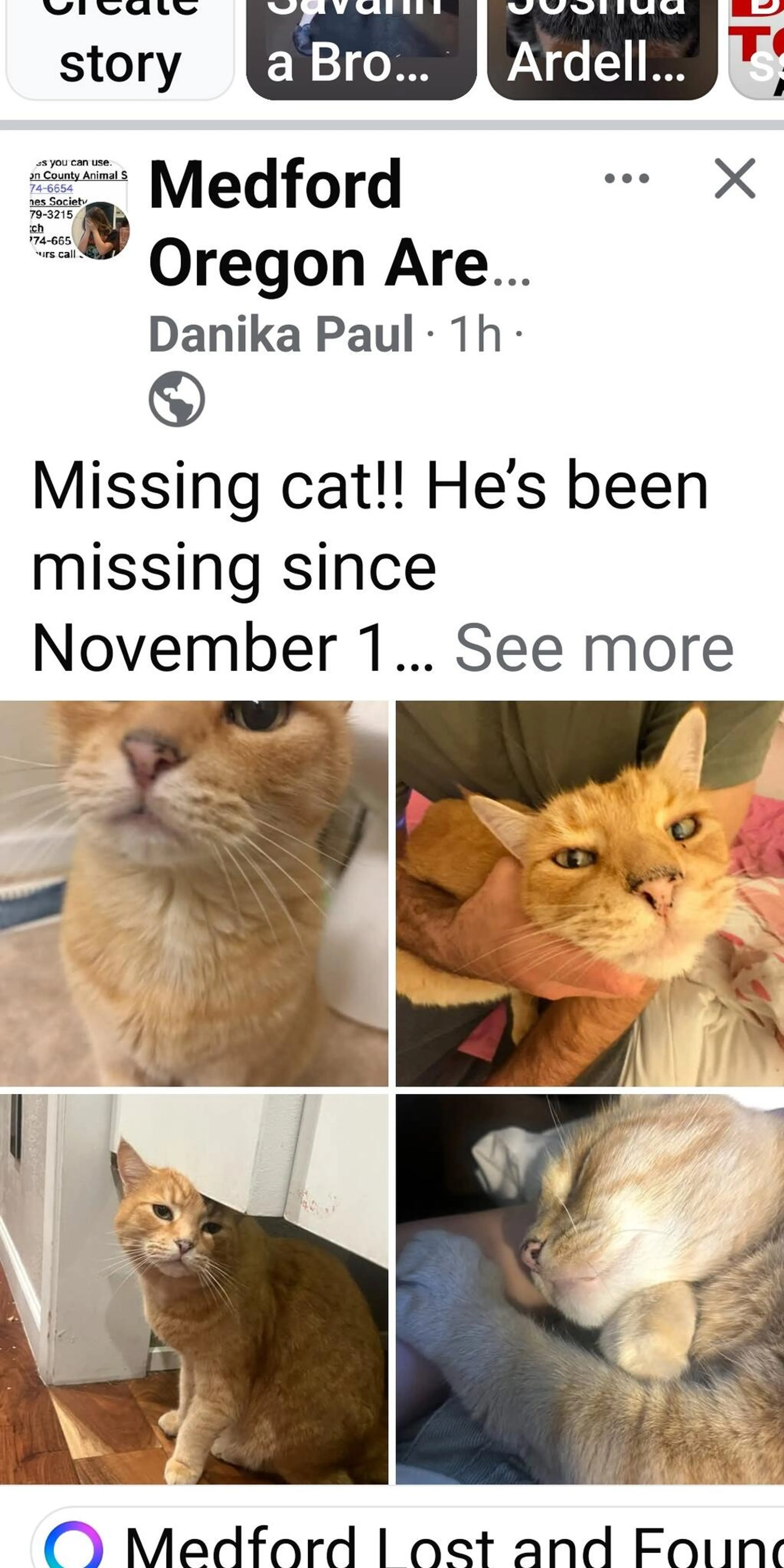 Lost pet
