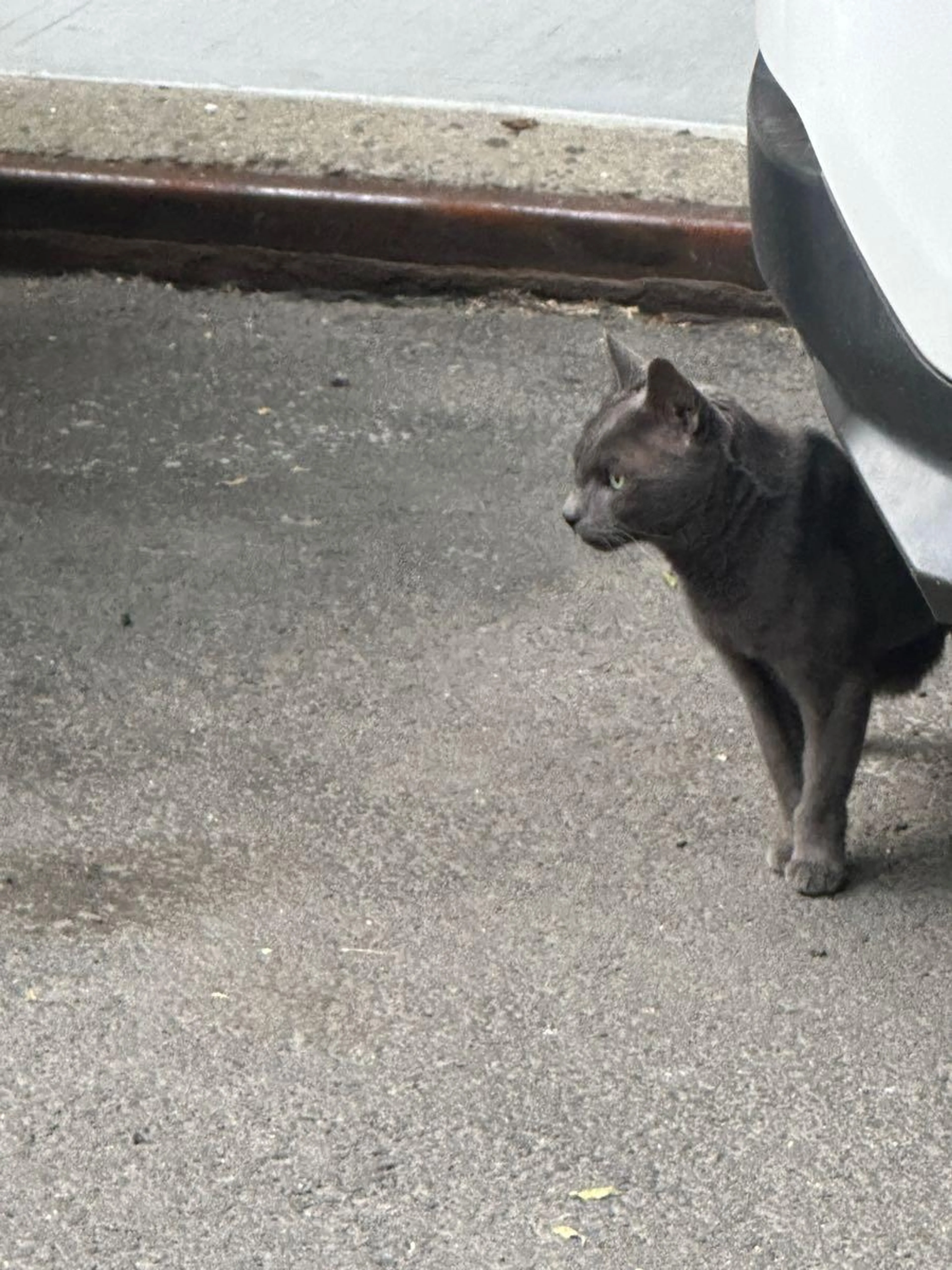 Found pet