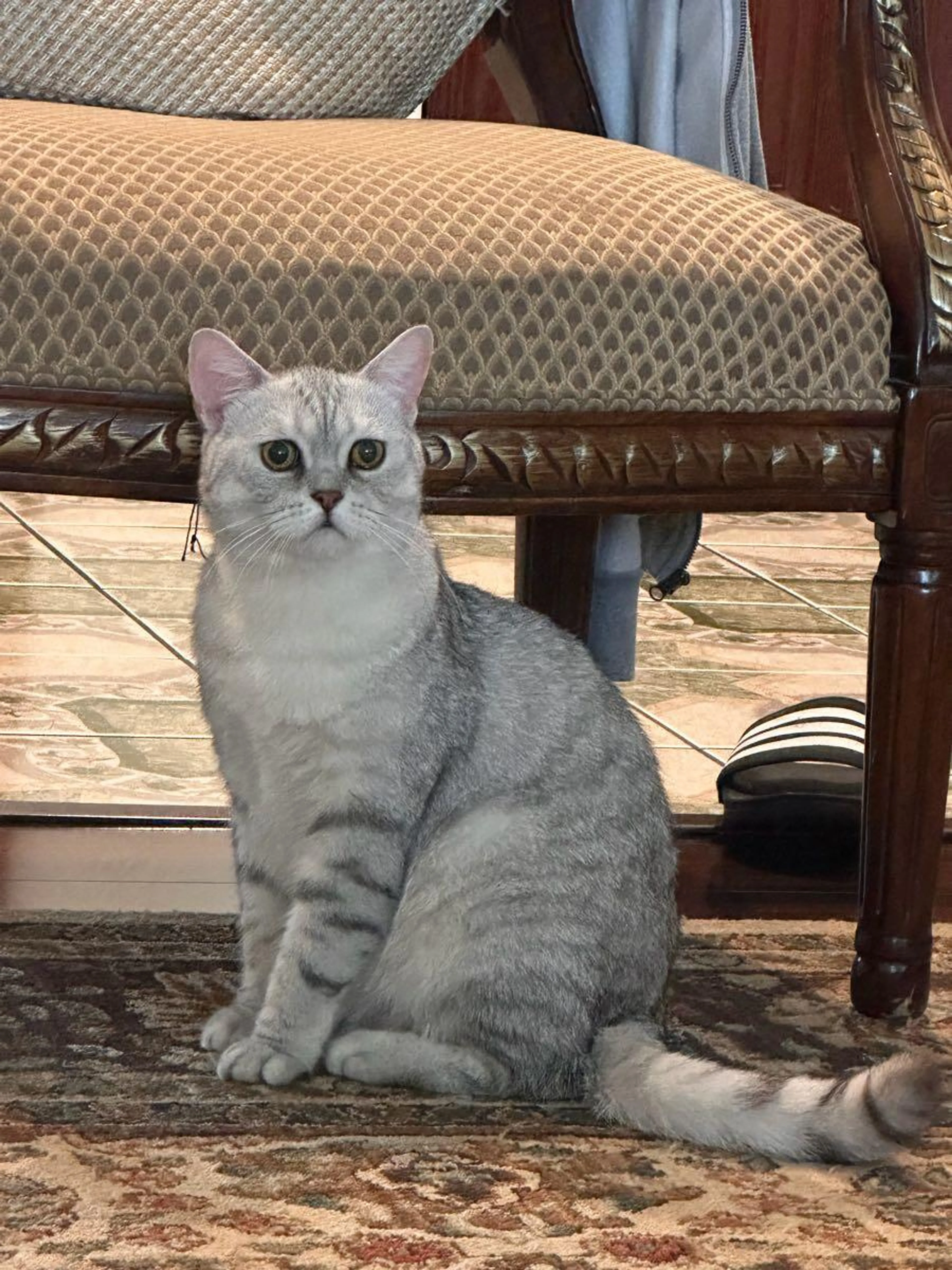 Lost pet
