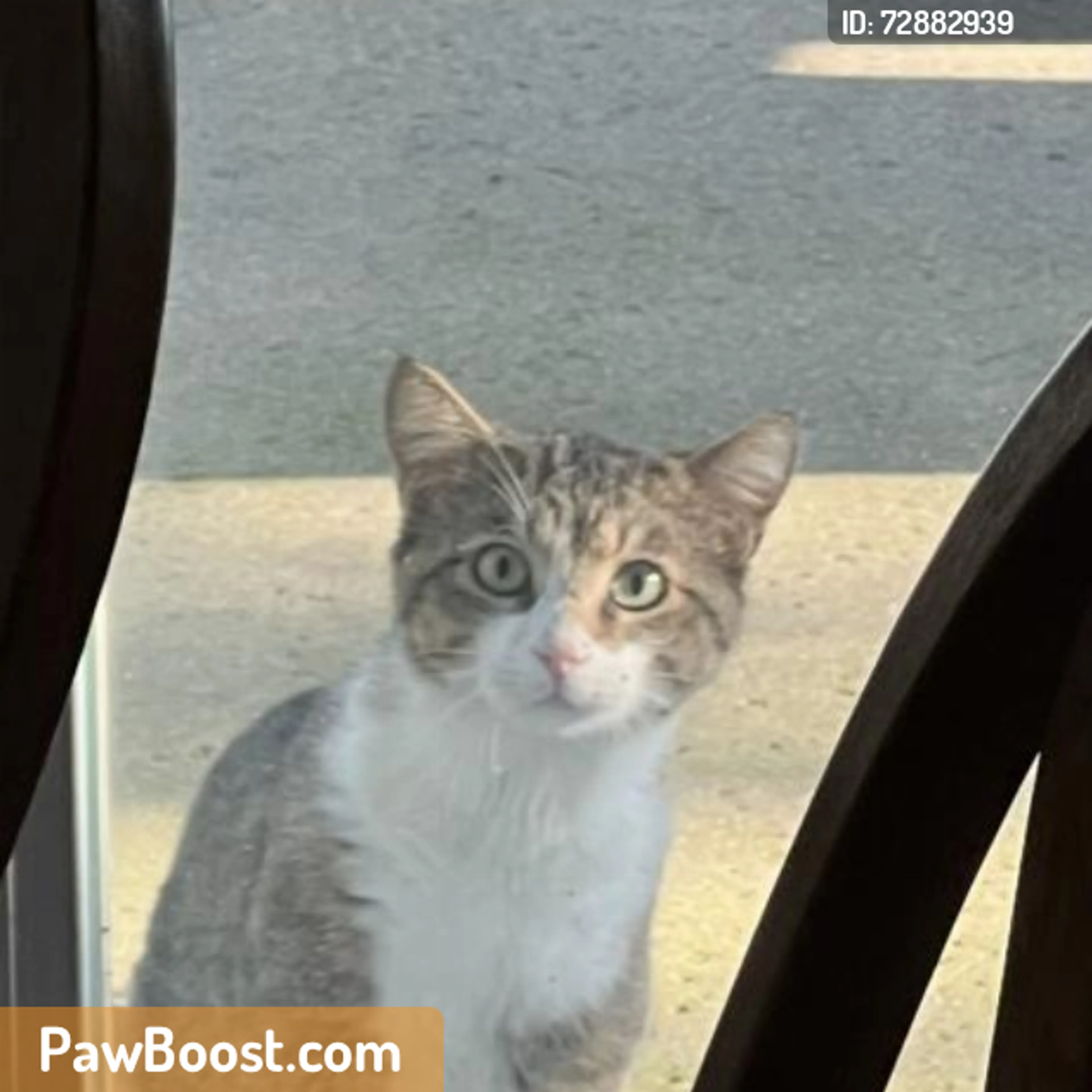 Found pet