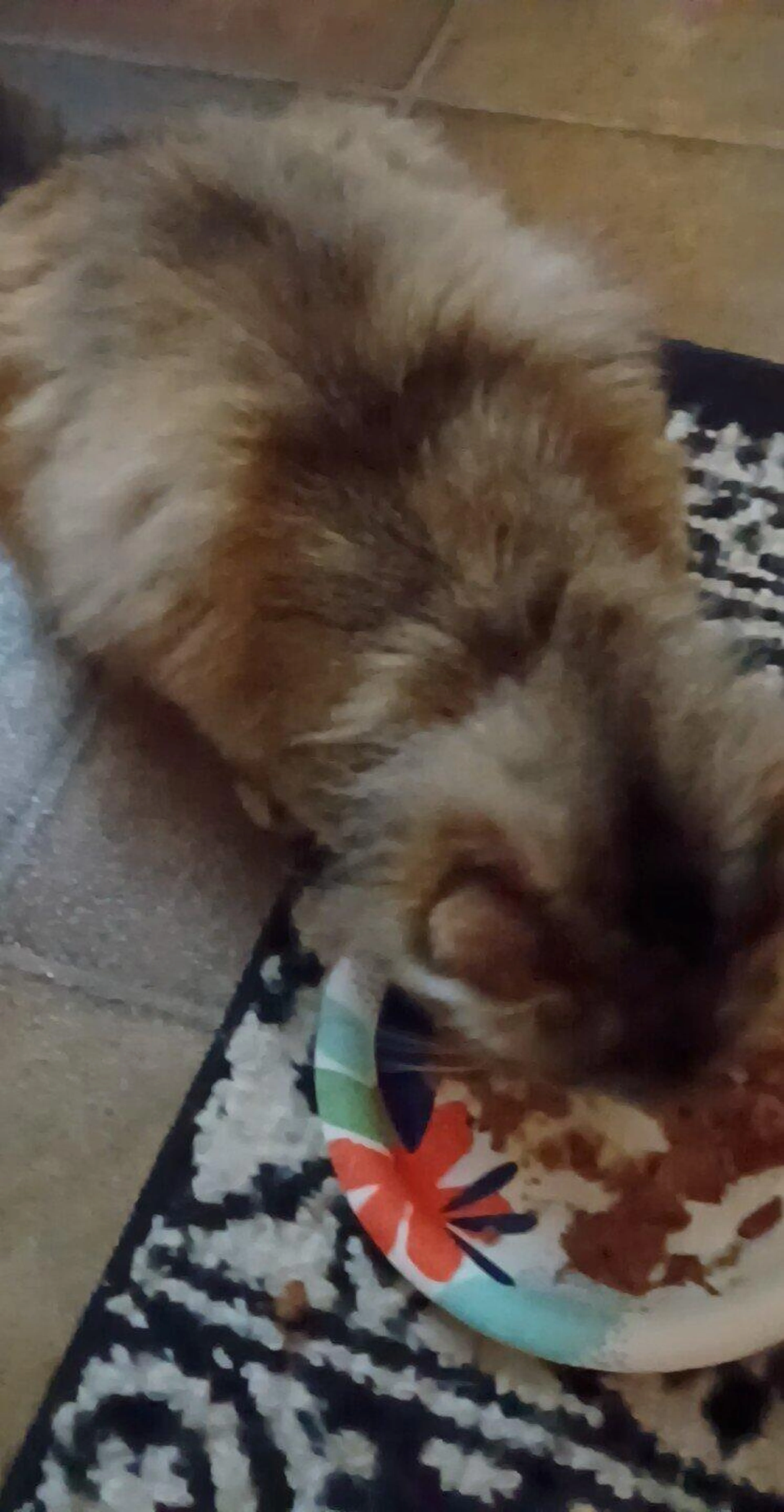 Found pet
