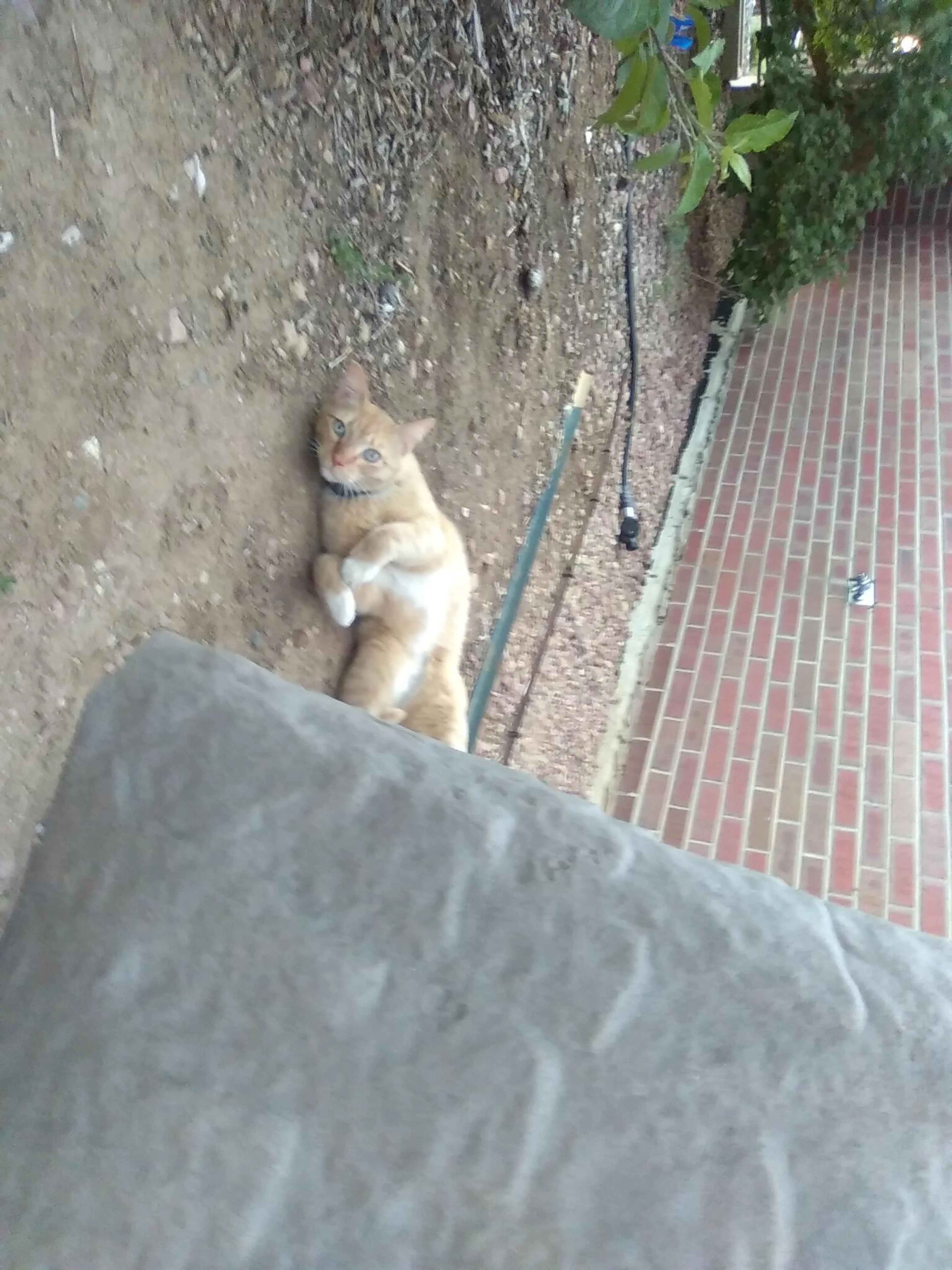 Found pet