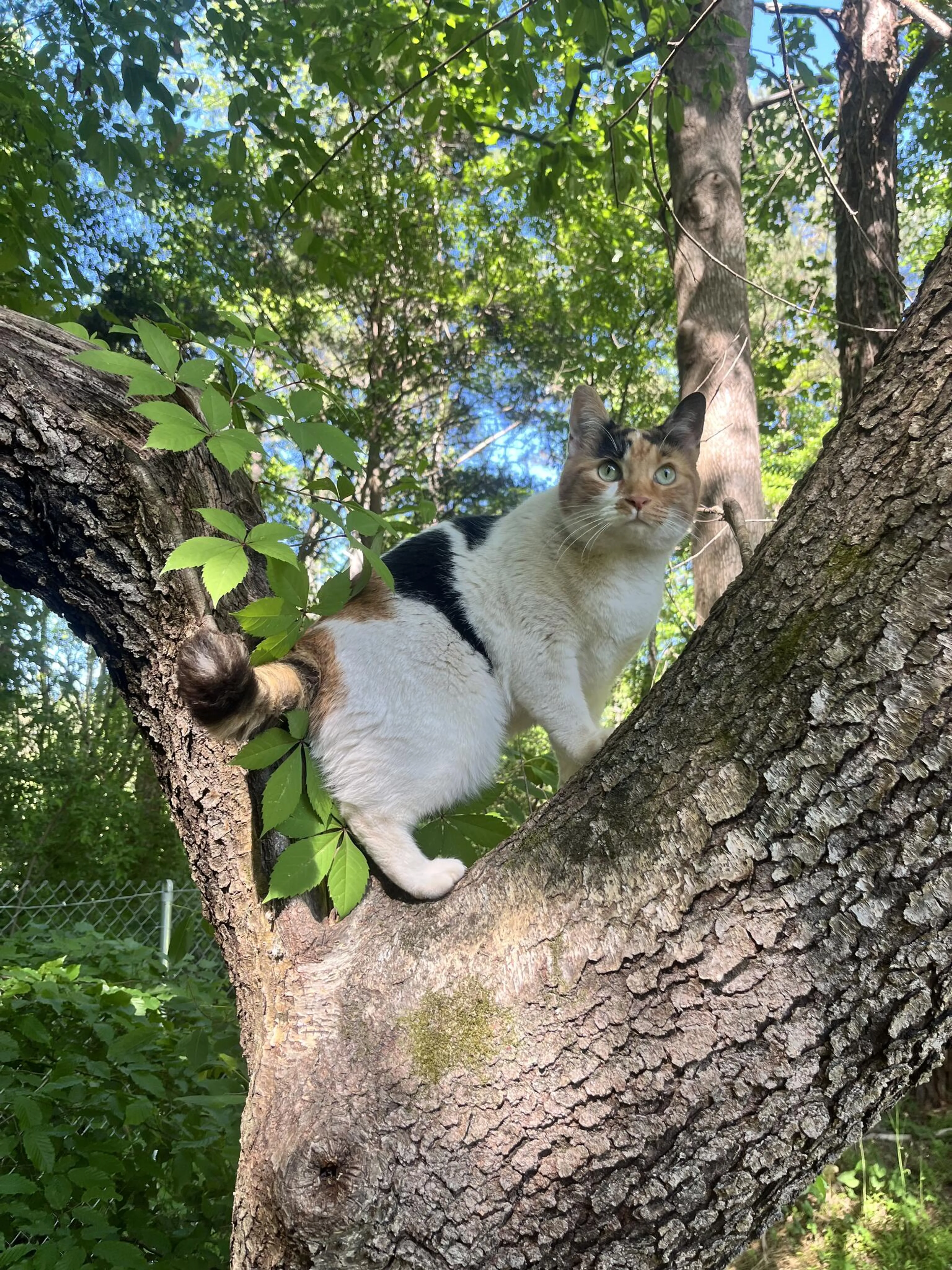 Lost pet