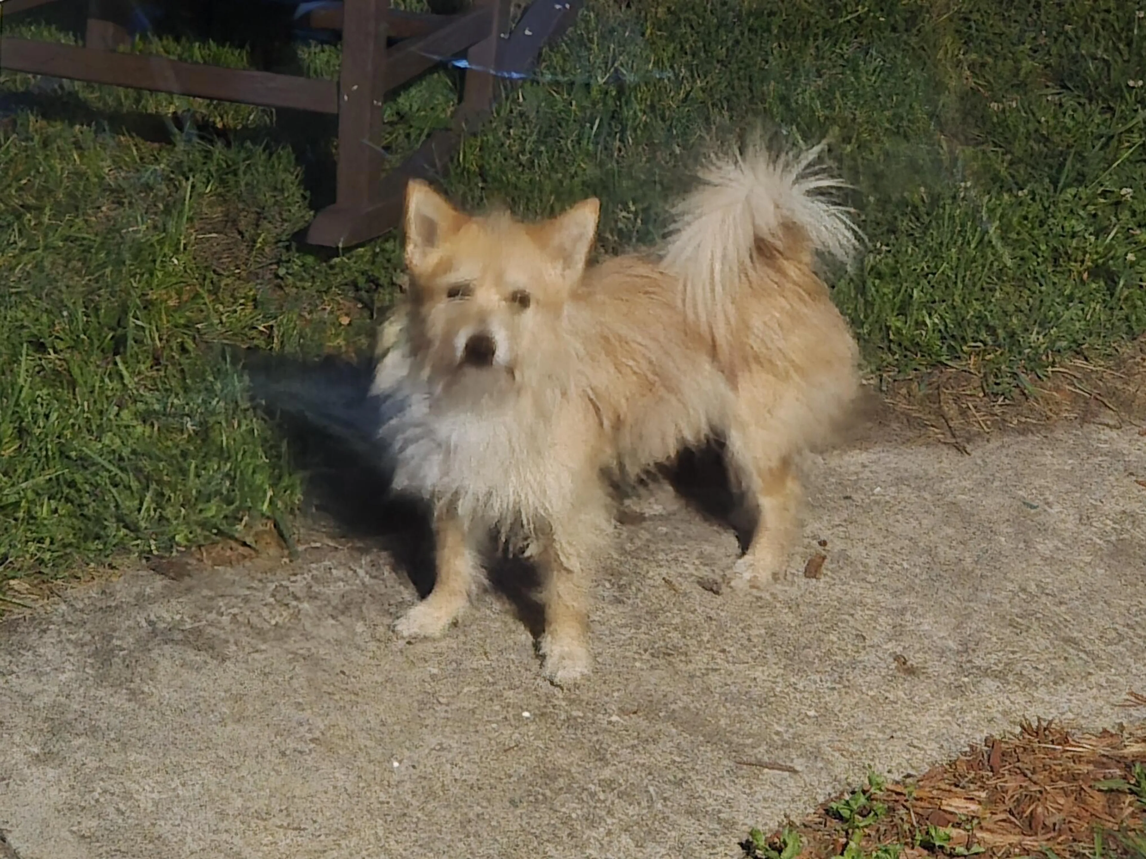 Found pet