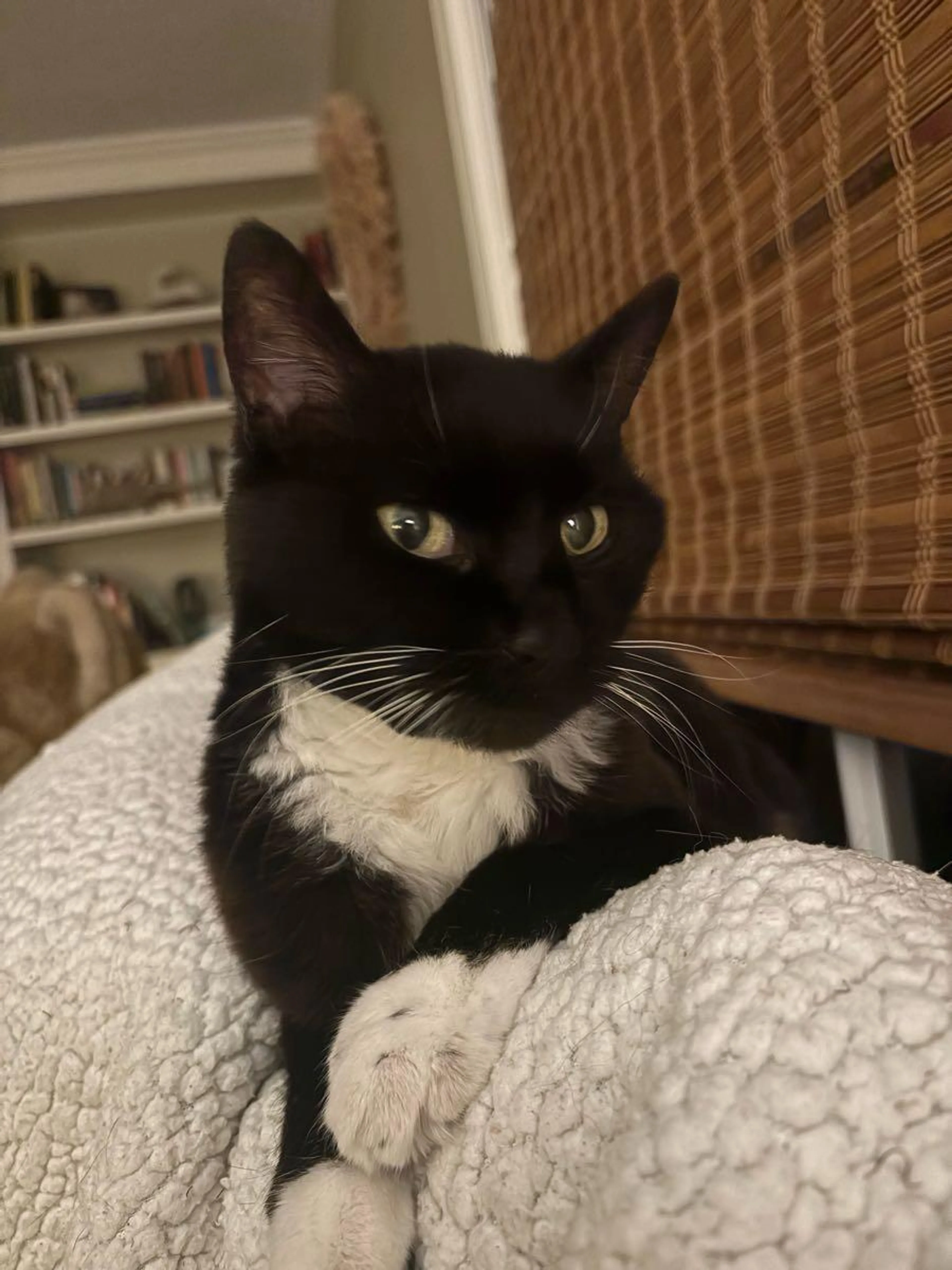 Lost pet