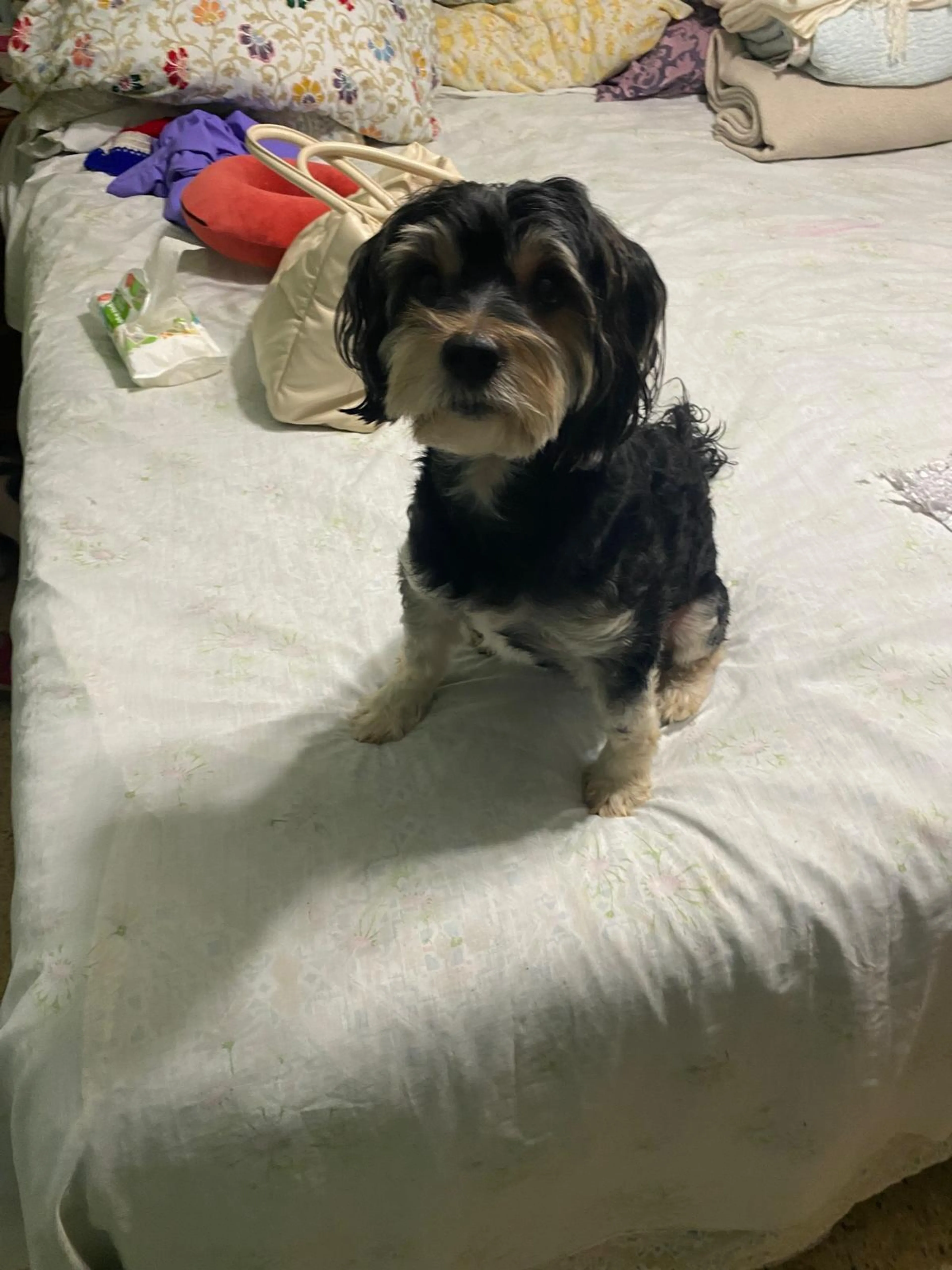 Lost pet