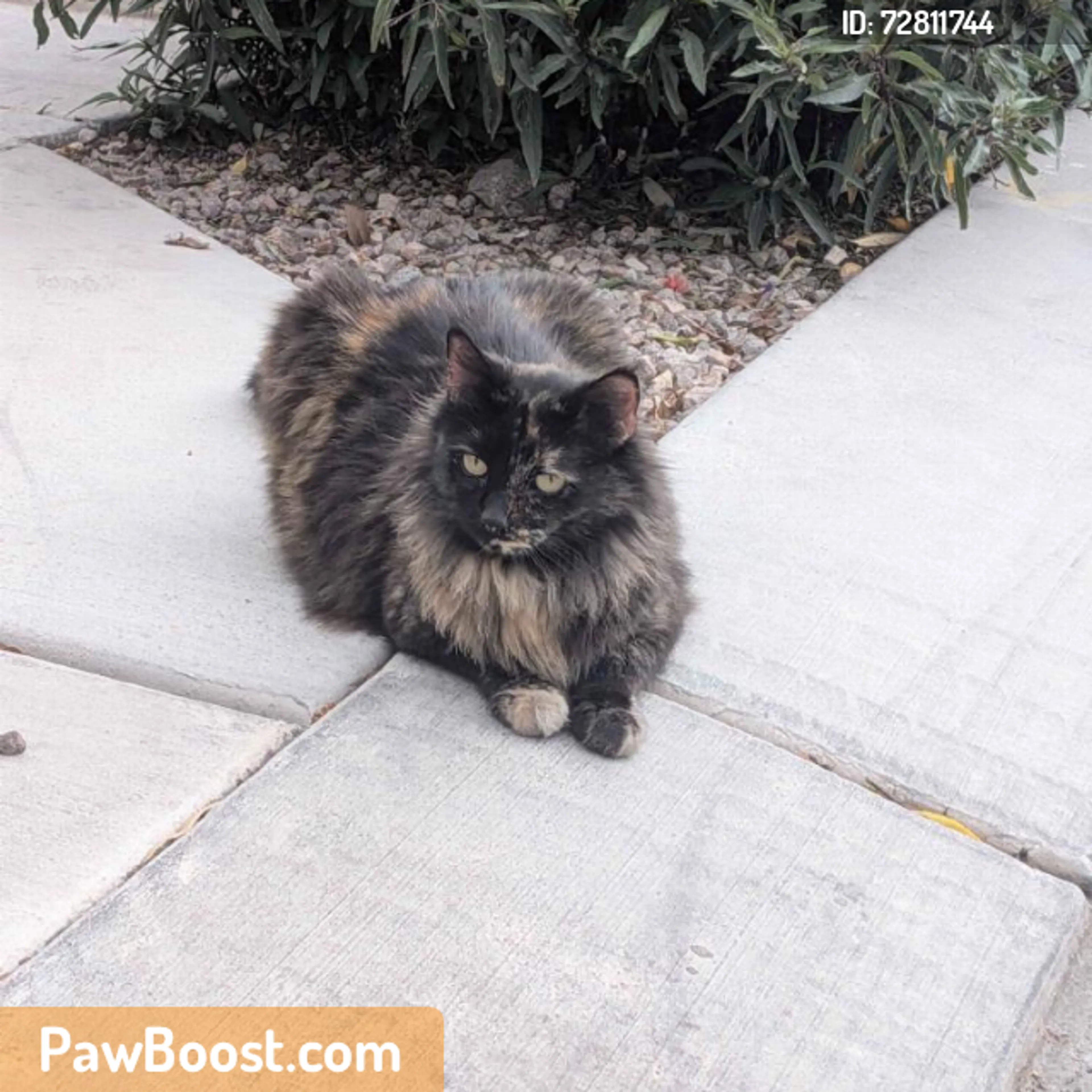 Found pet