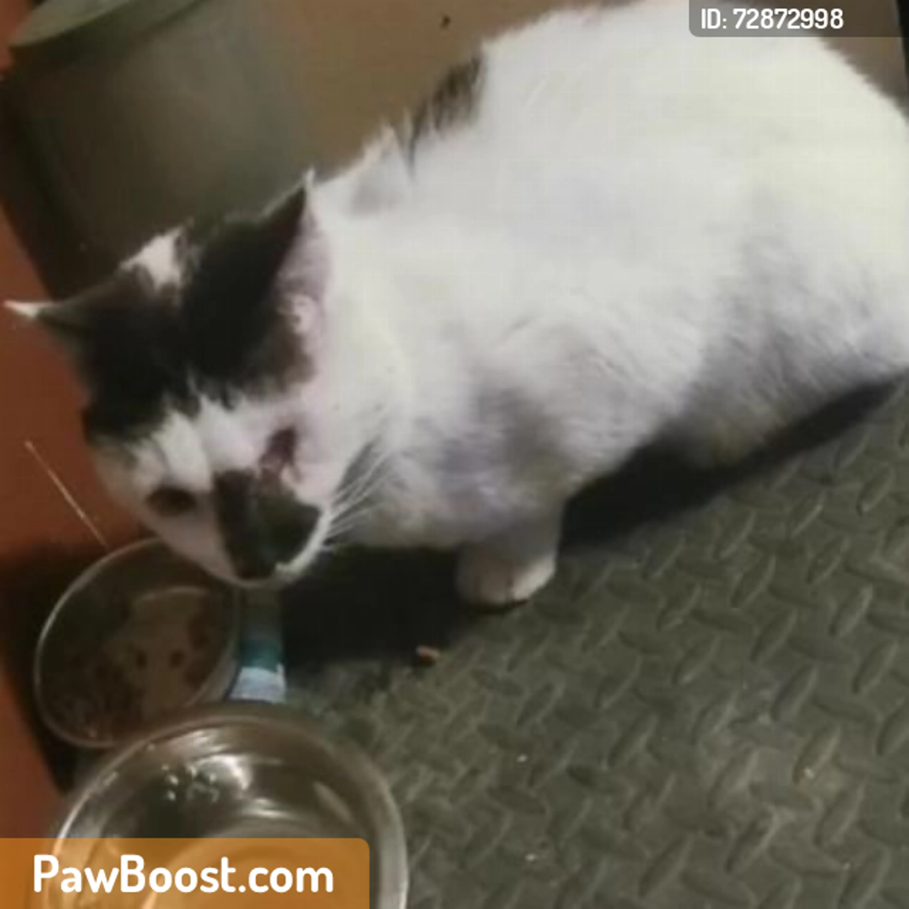 Found pet