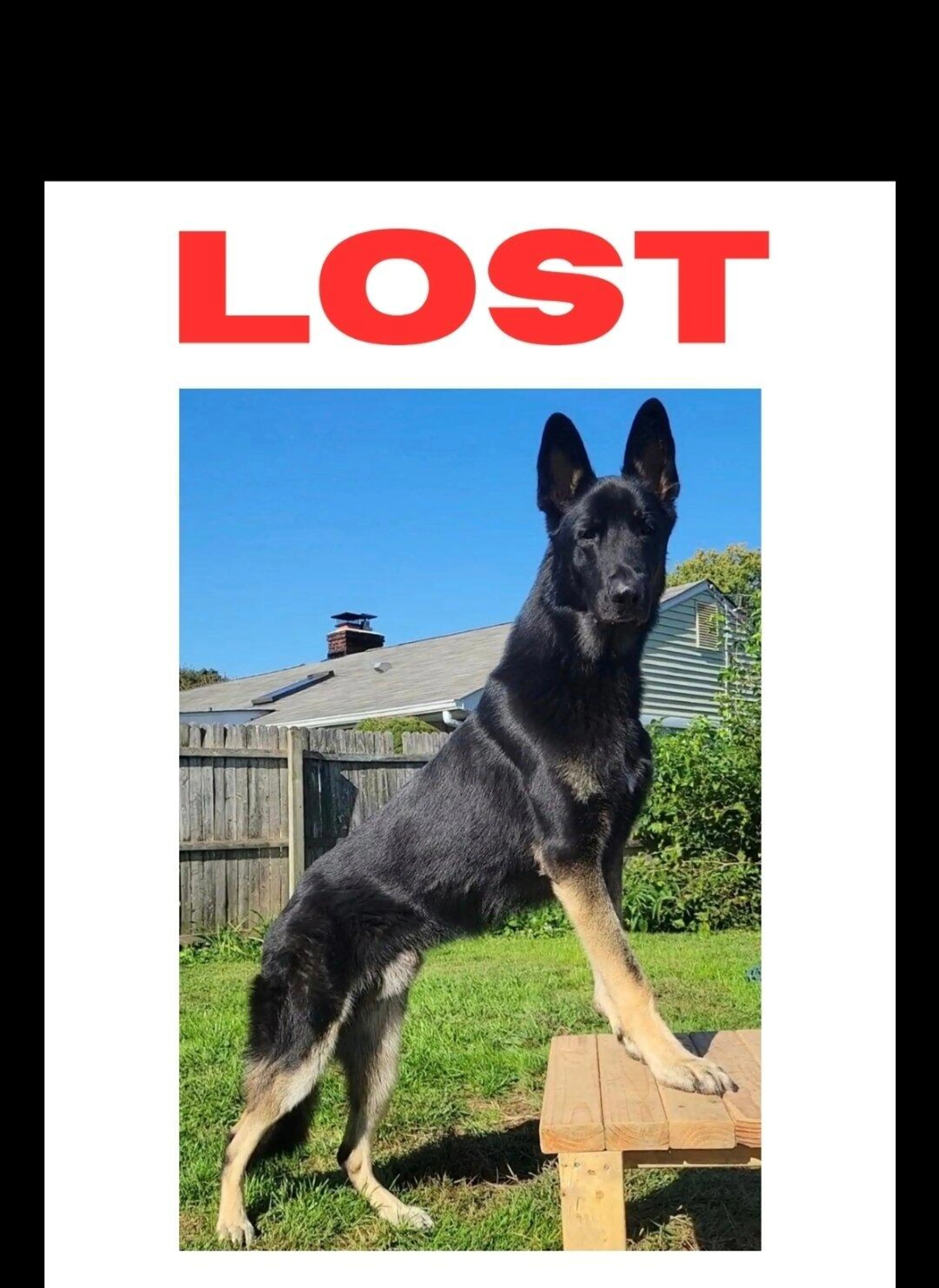 Lost pet