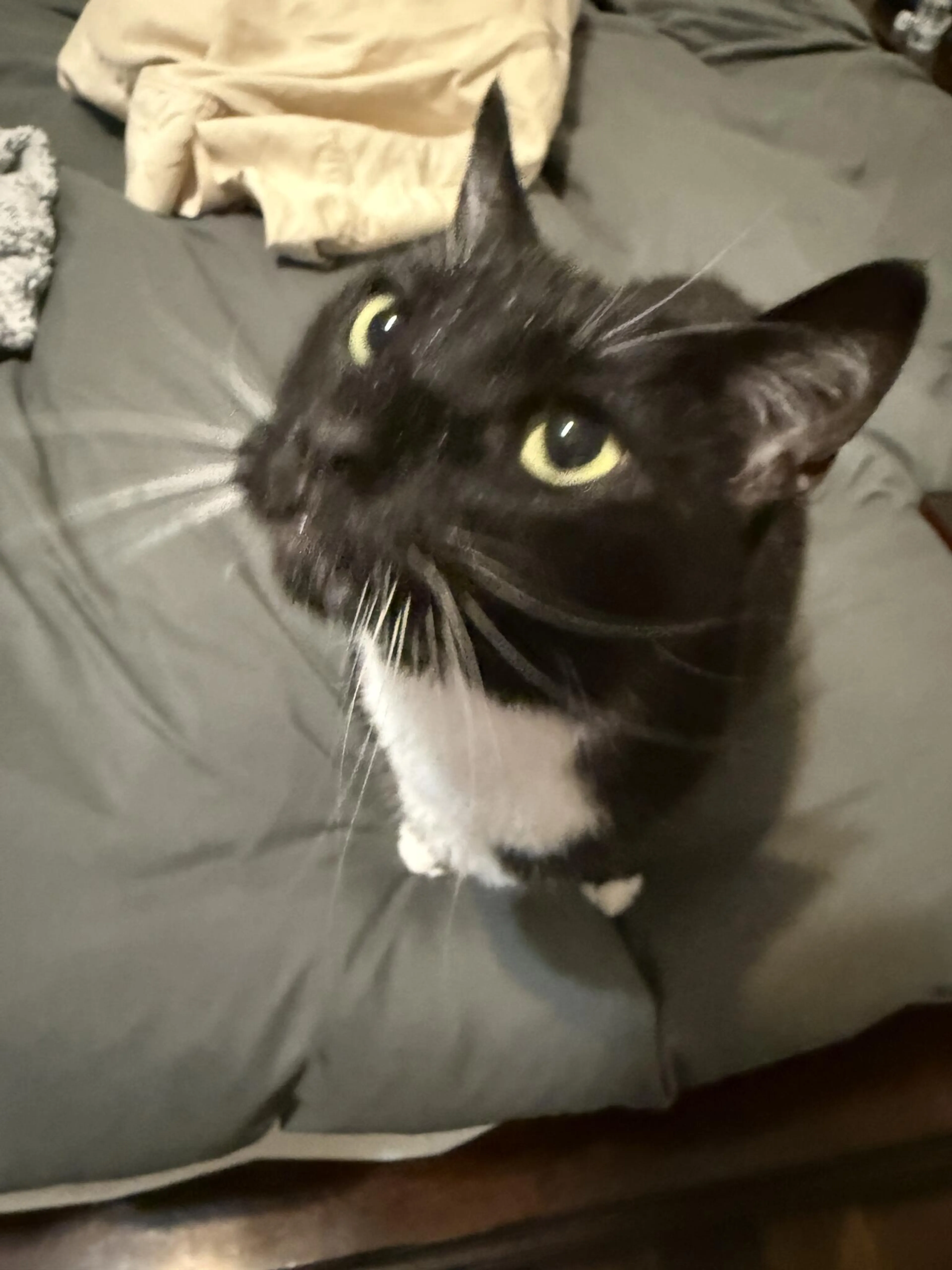 Lost pet