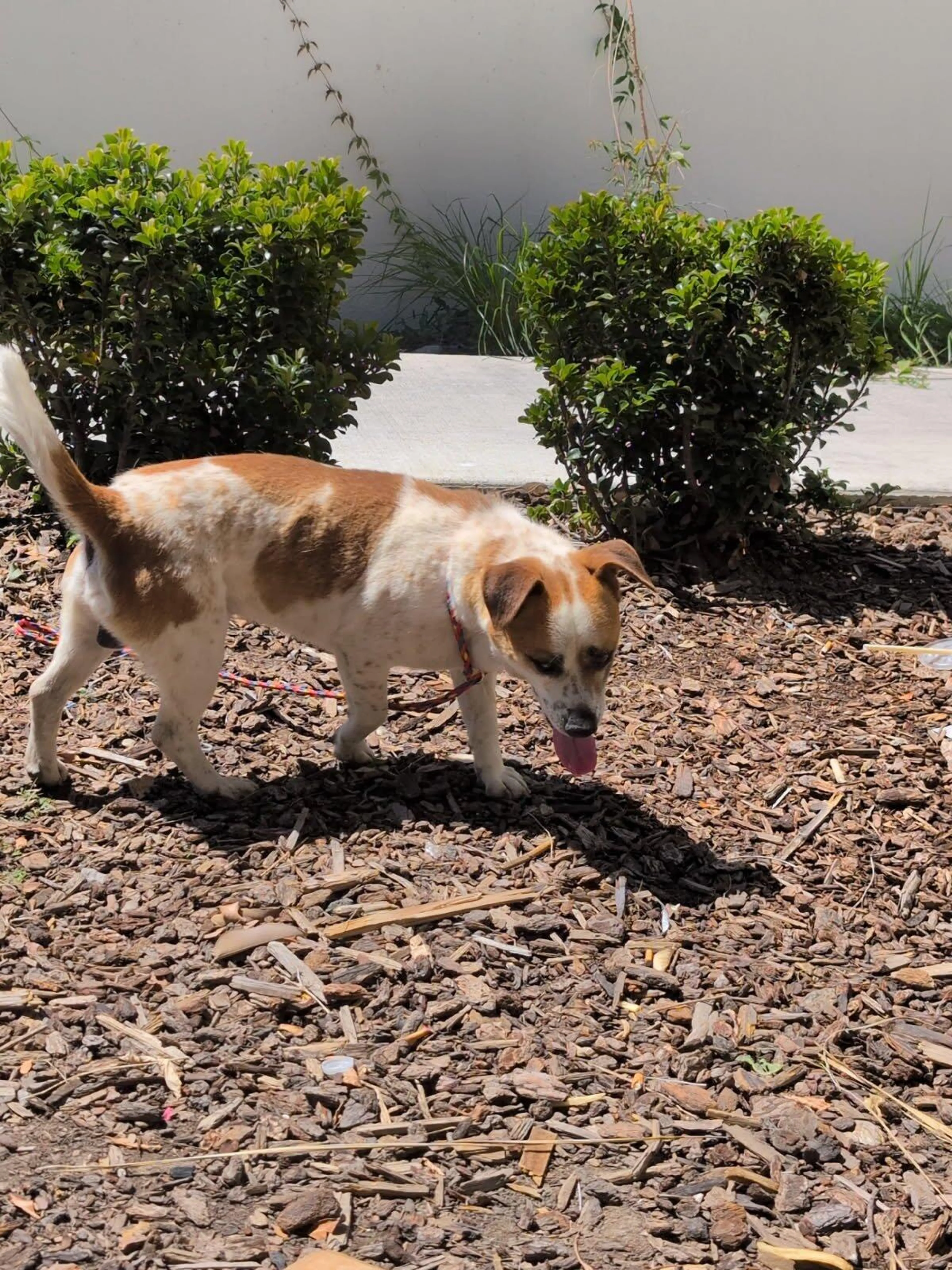 Found pet