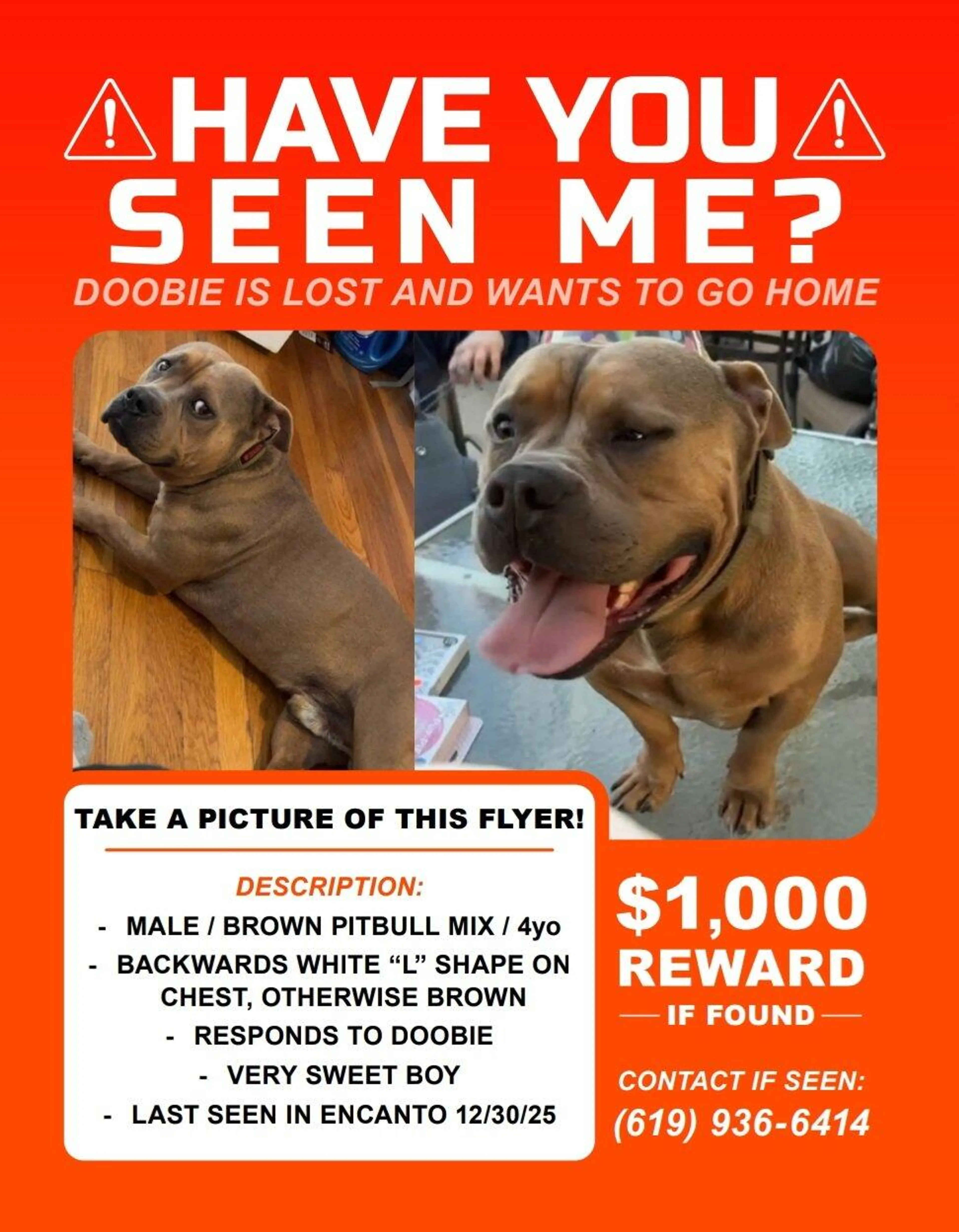 Lost pet