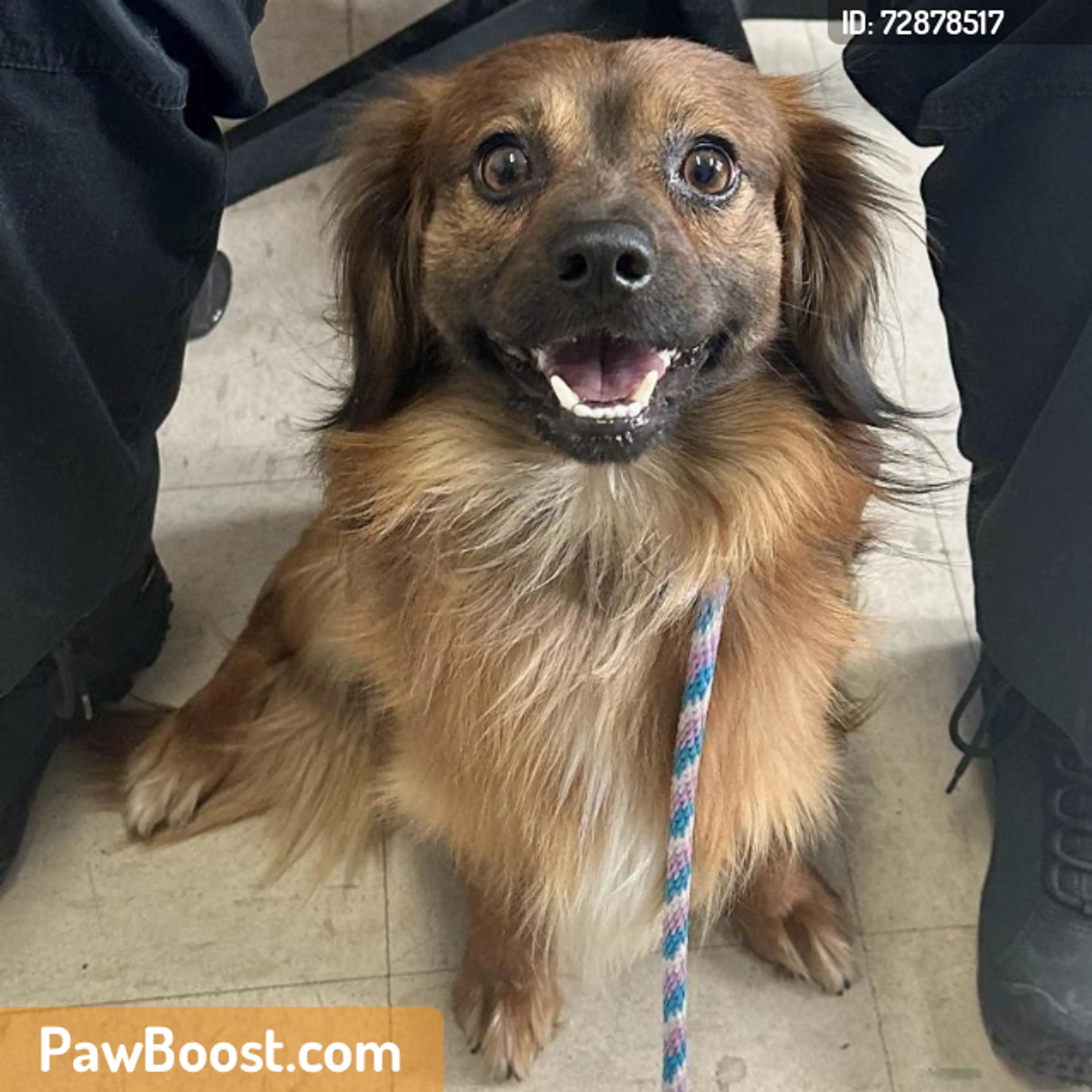 Found pet