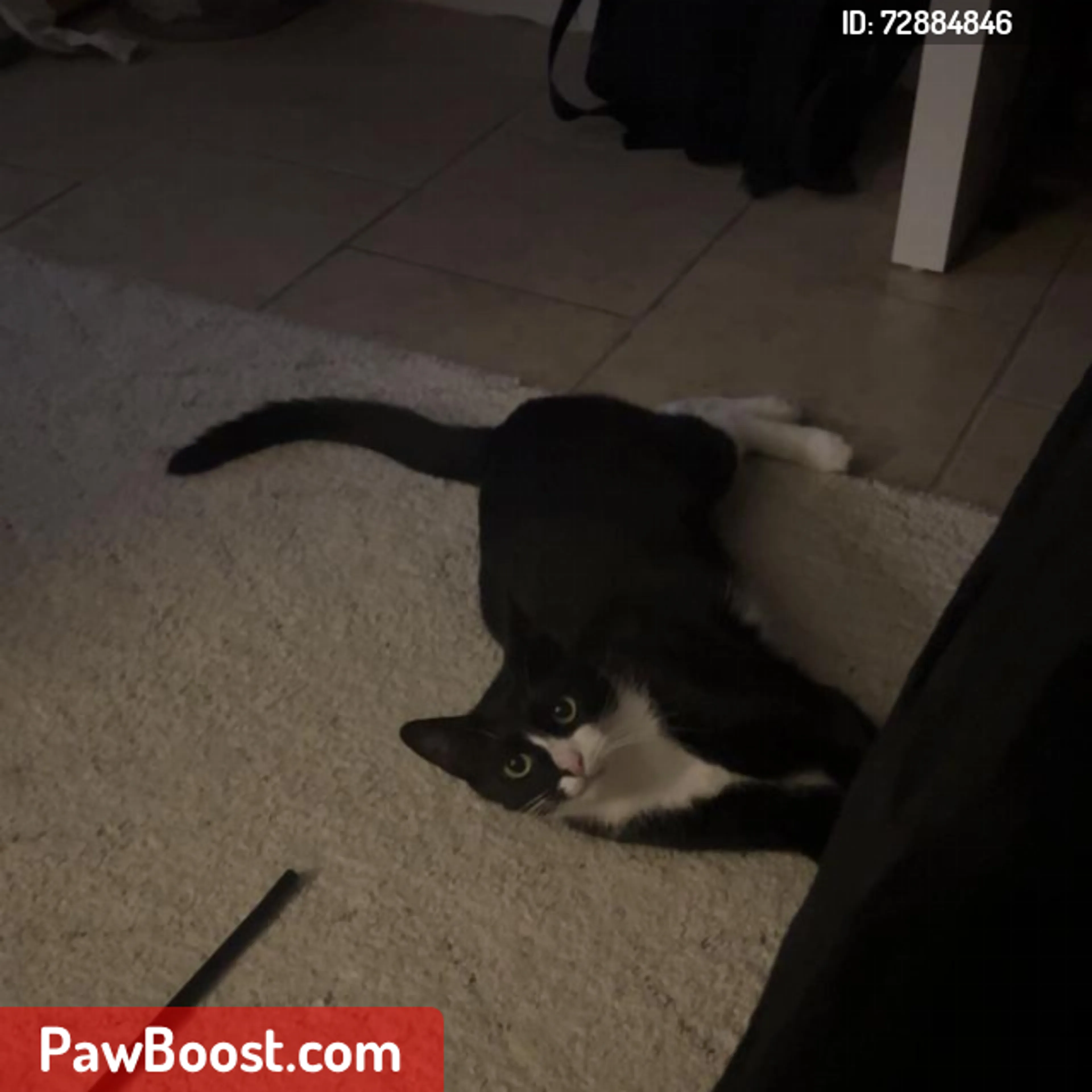 Lost pet