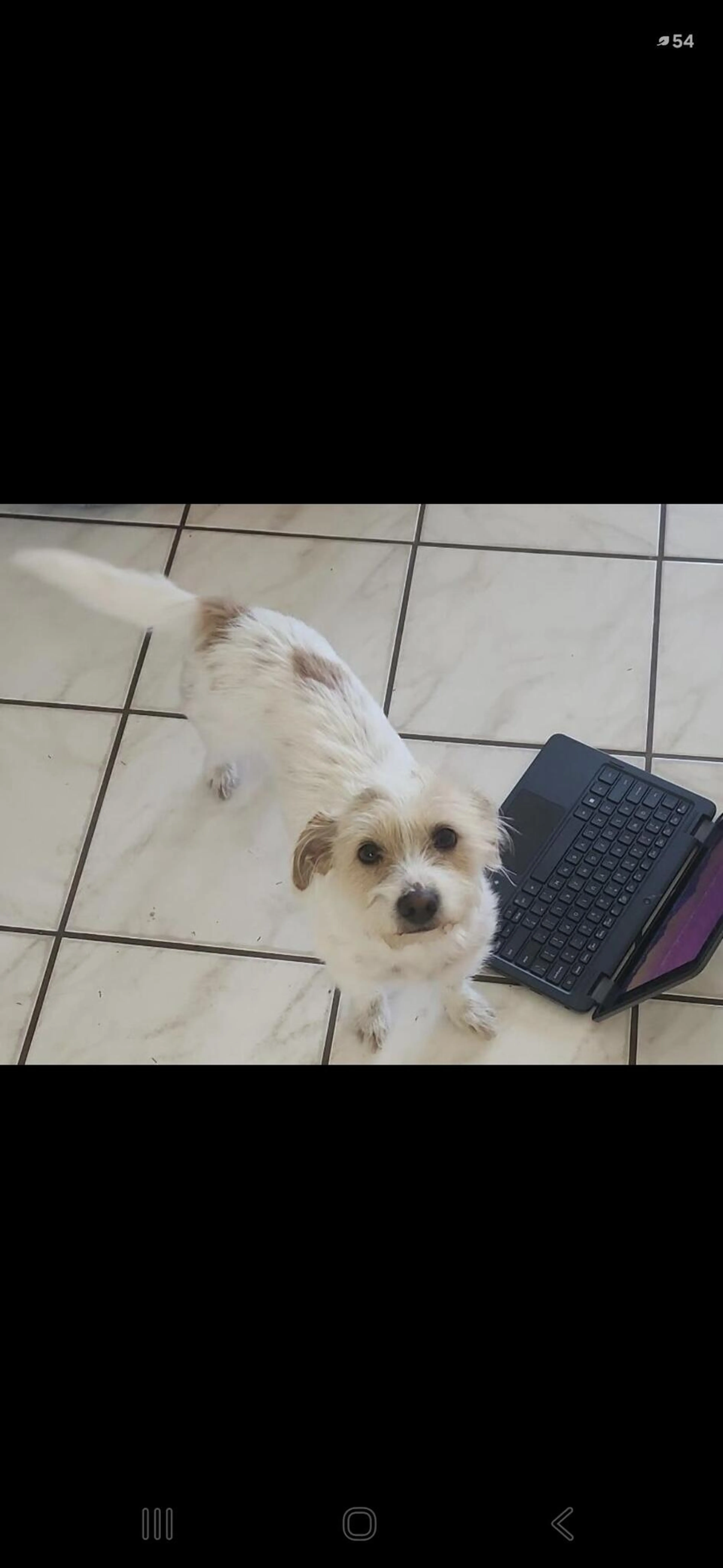 Lost pet