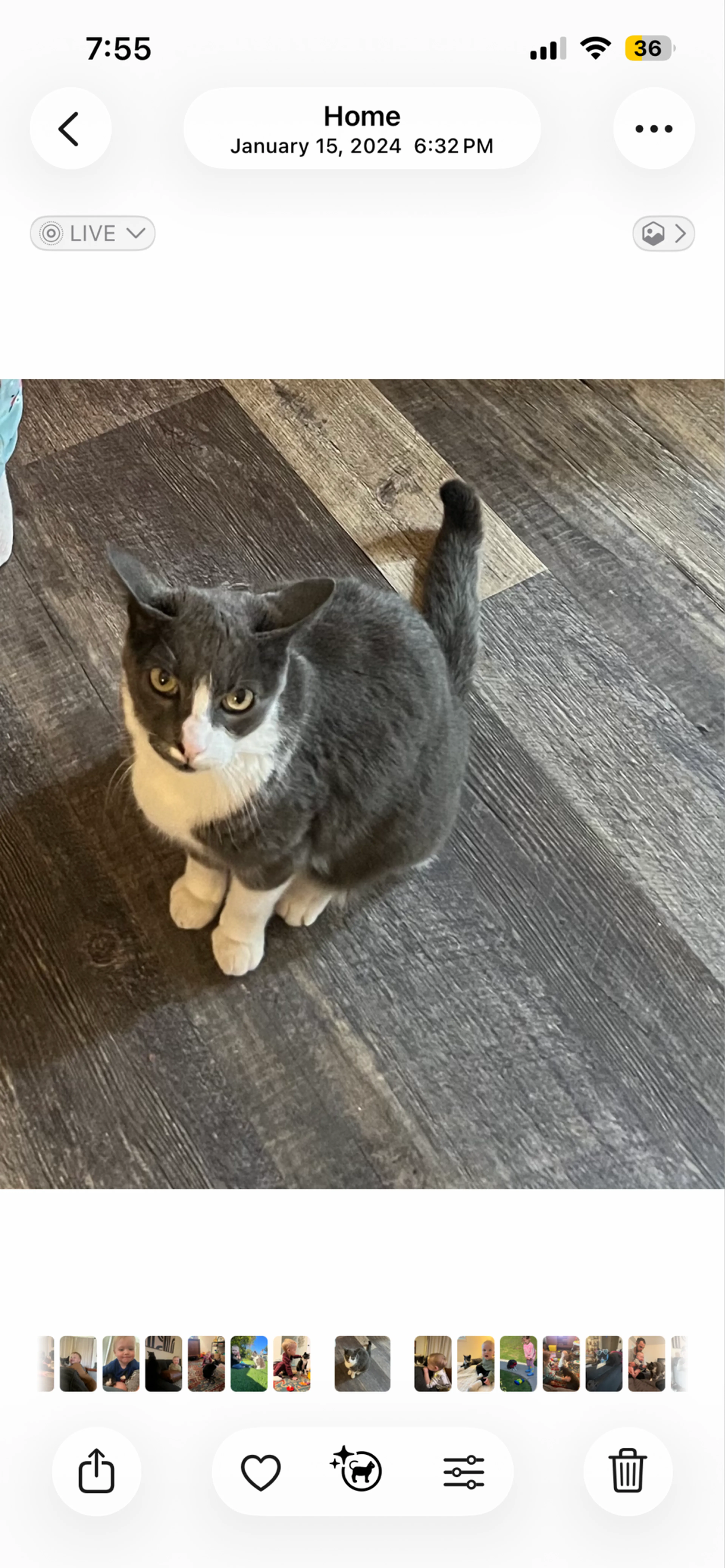 Lost pet