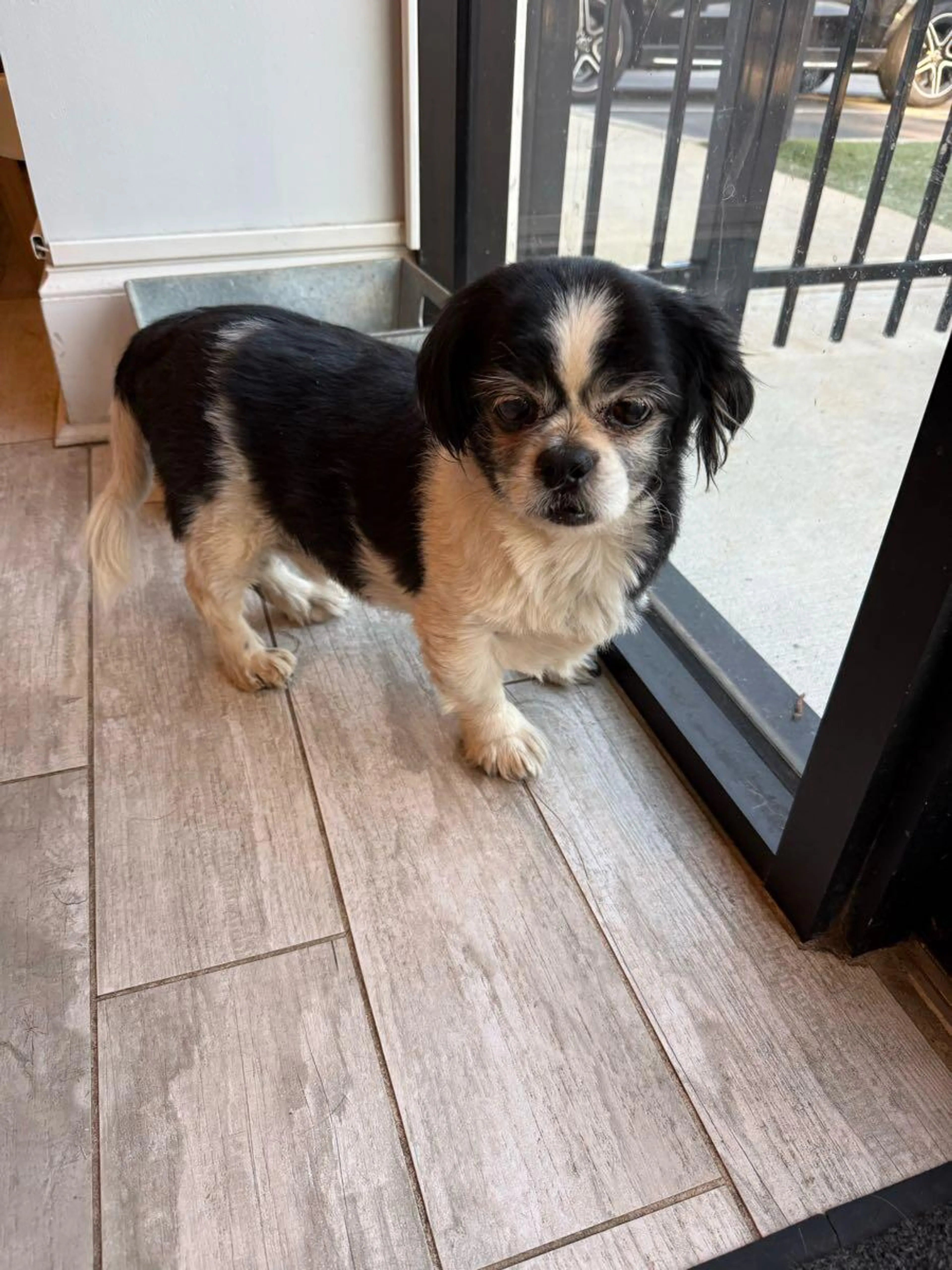 Found pet