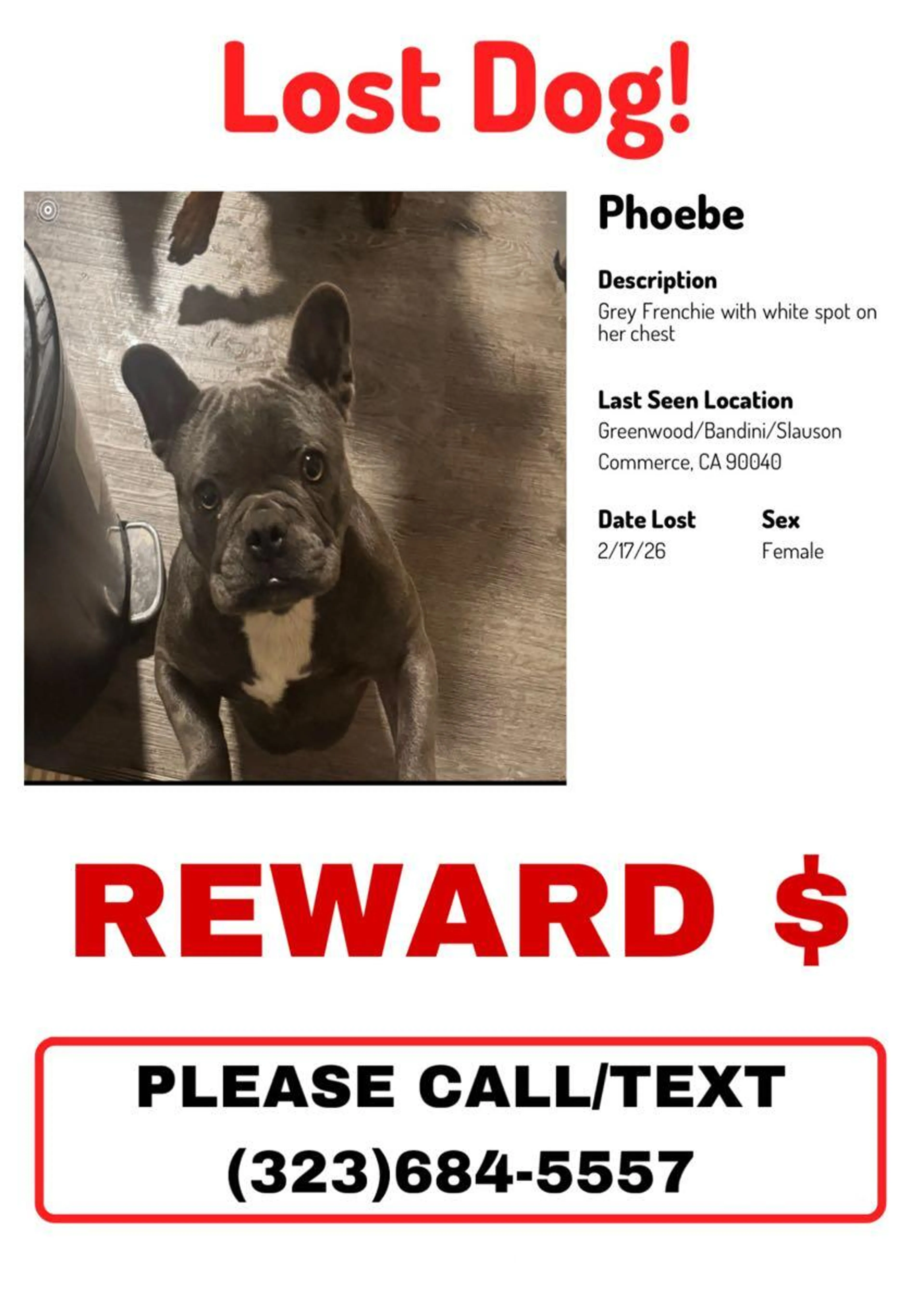 Lost pet