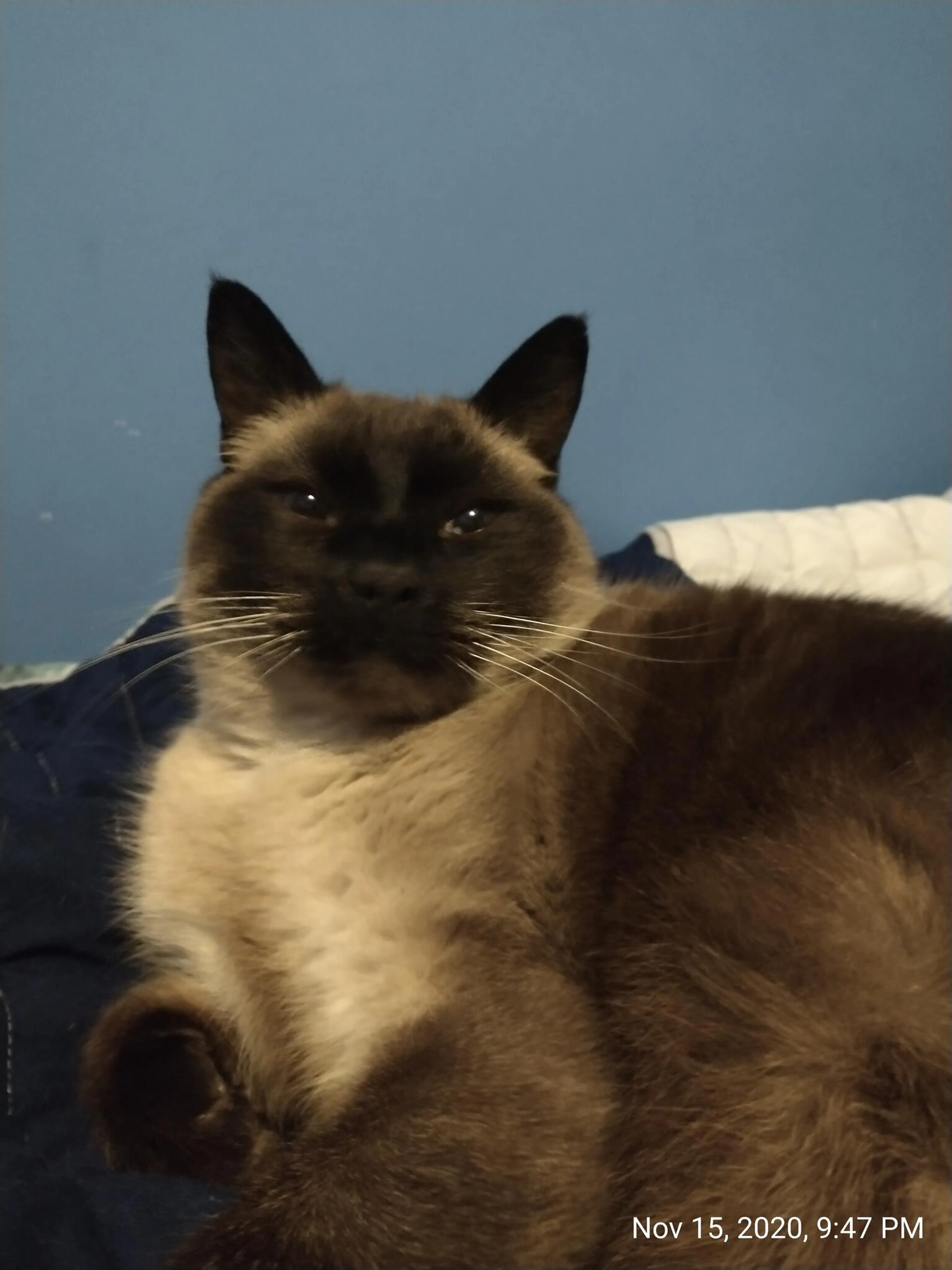 Lost pet