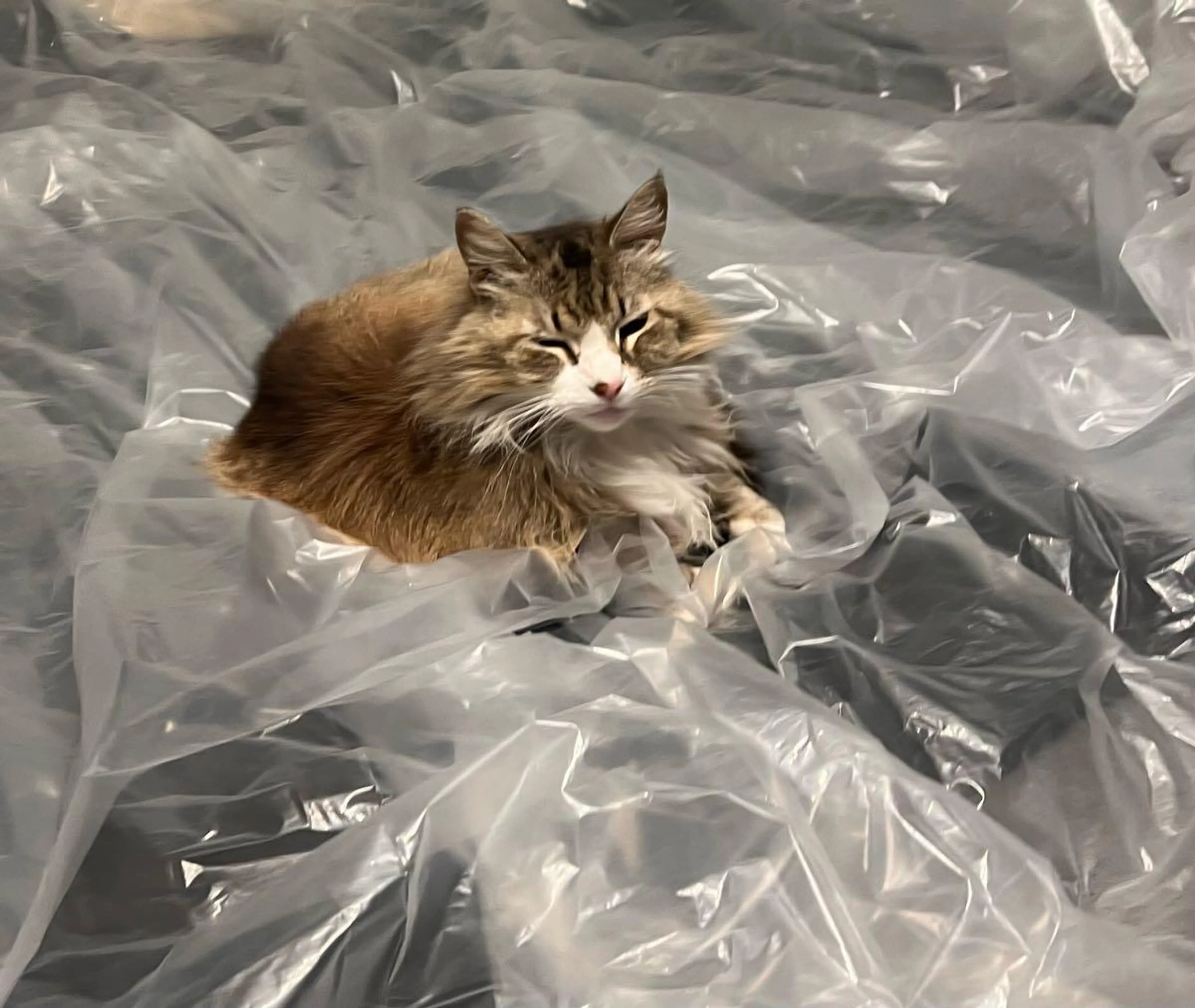 Lost pet