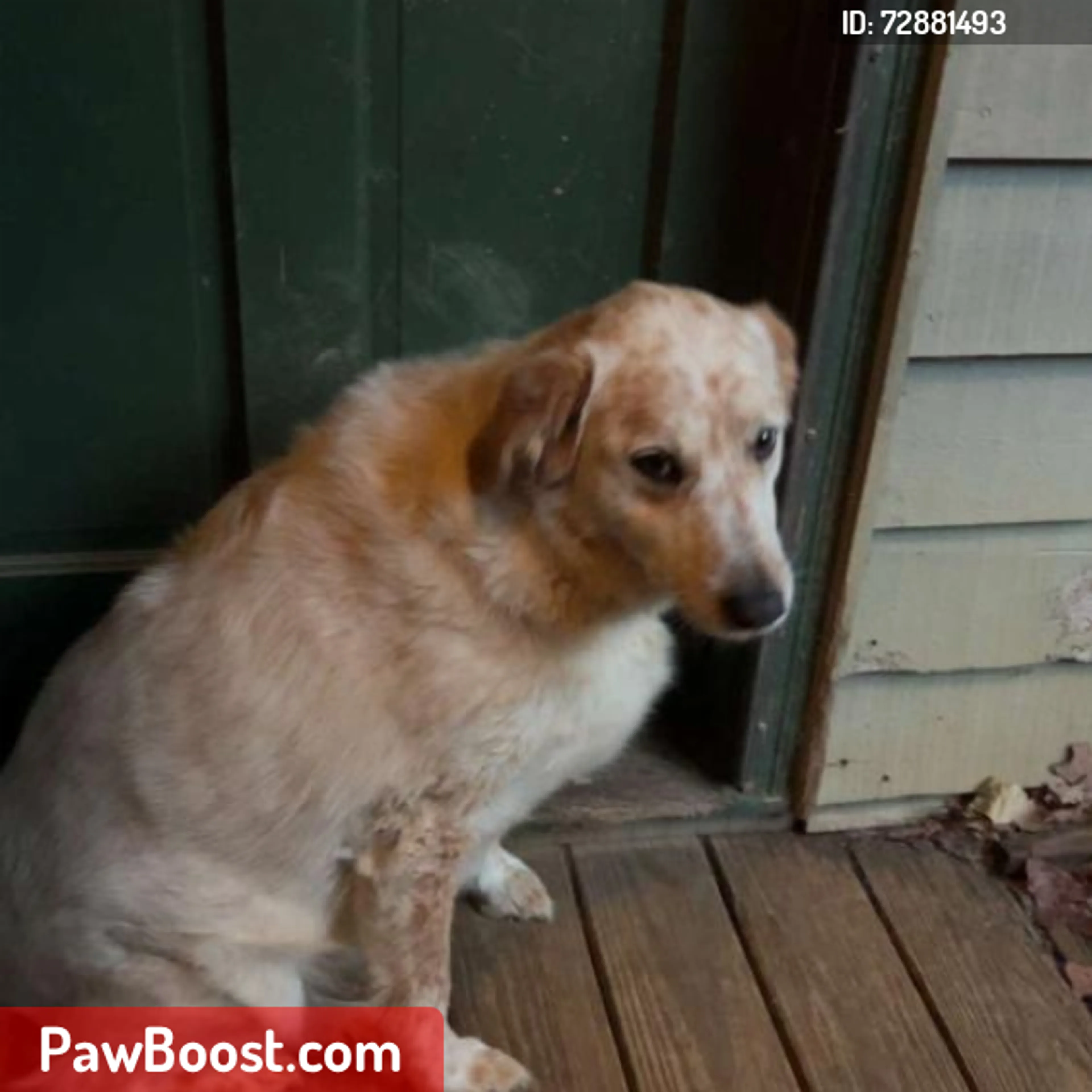 Lost pet