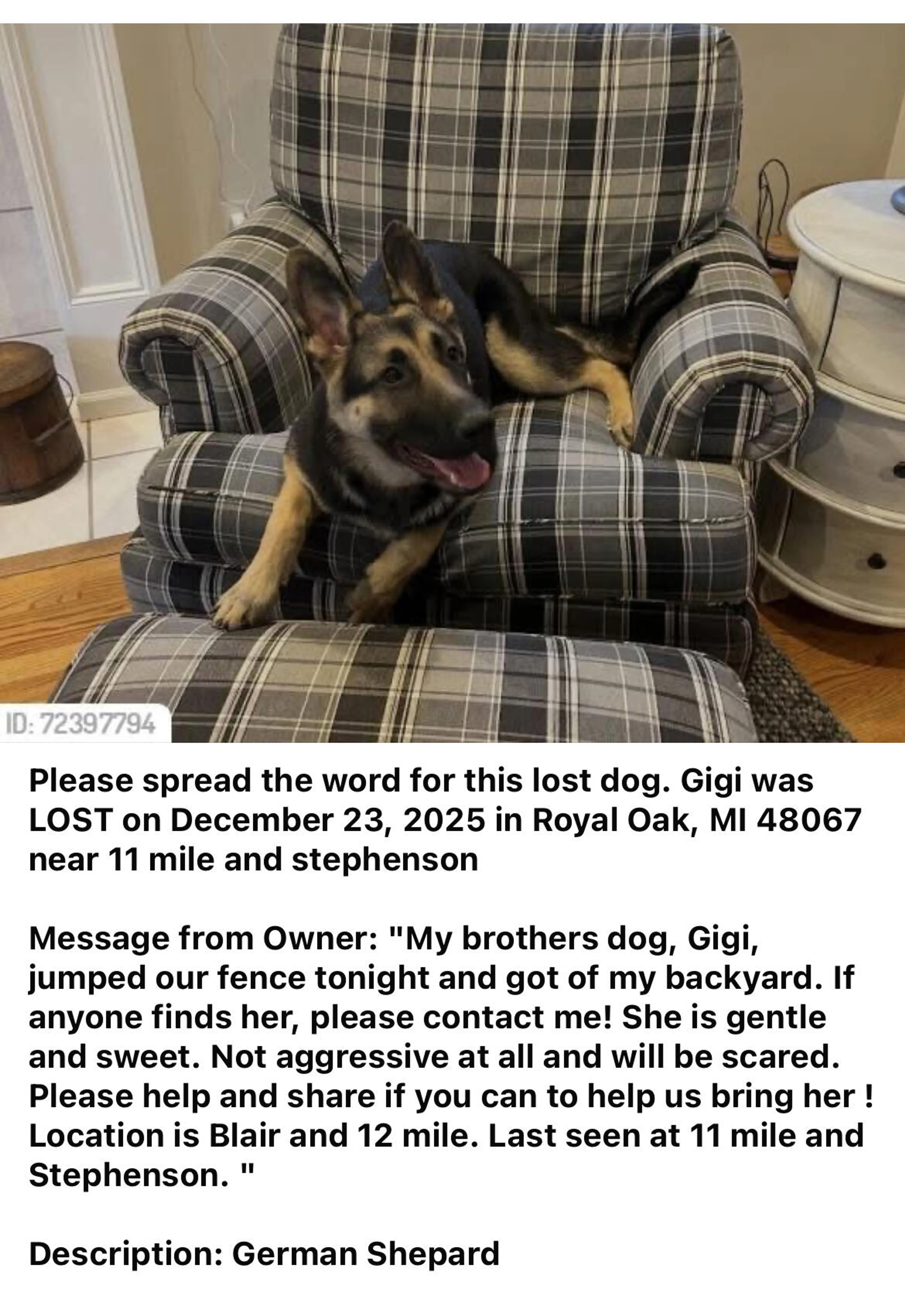 Lost pet