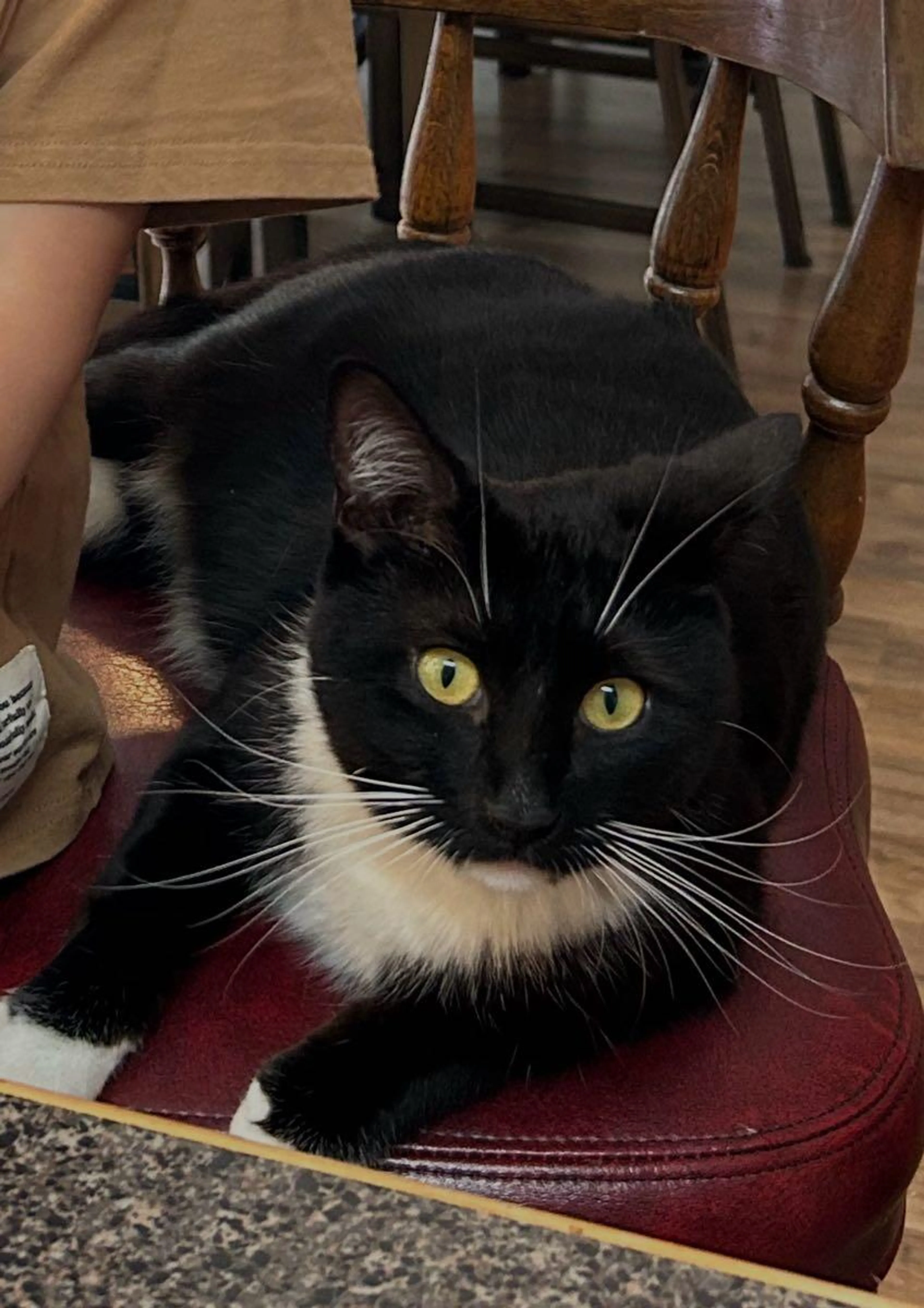 Lost pet