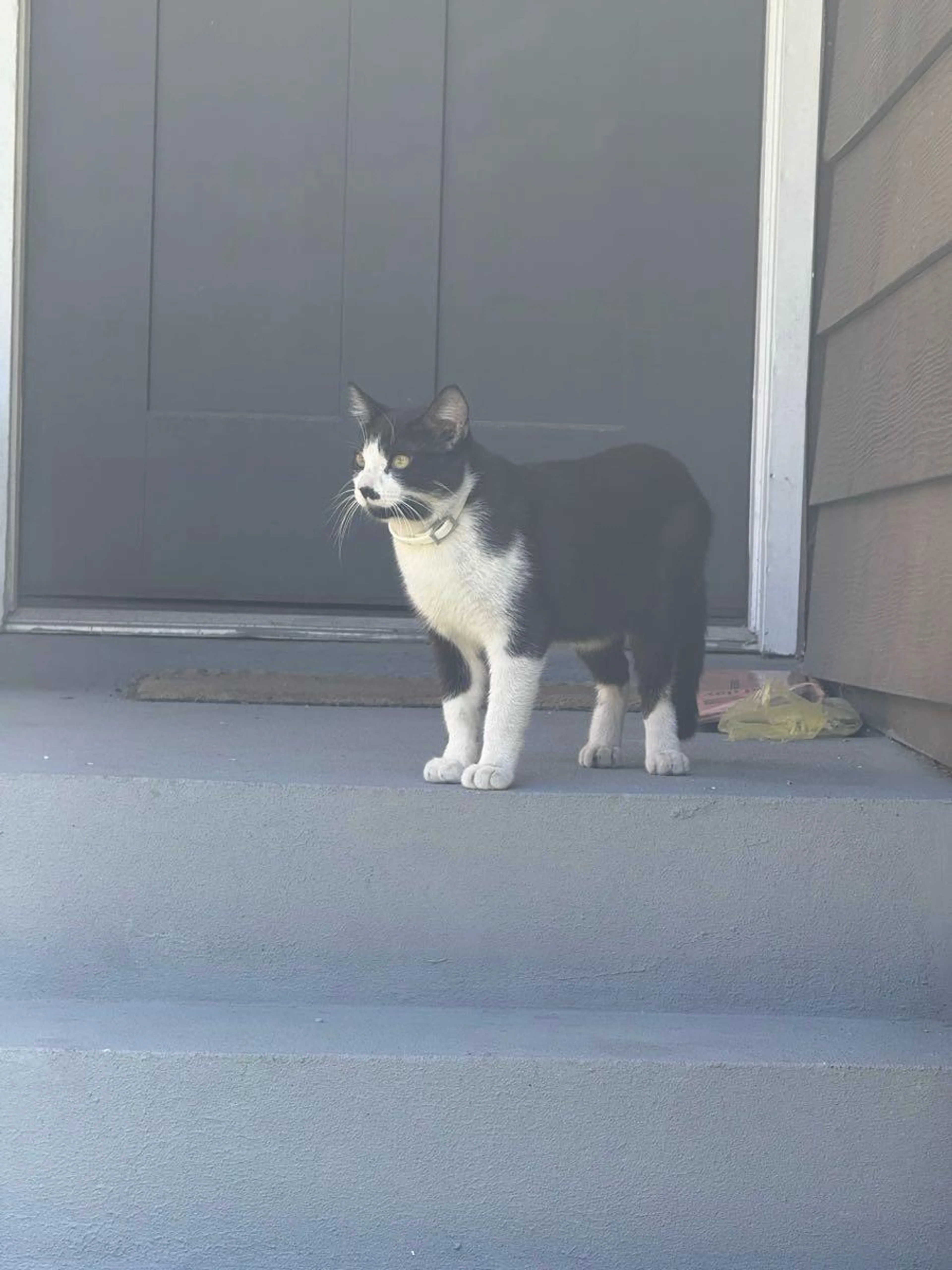 Found pet