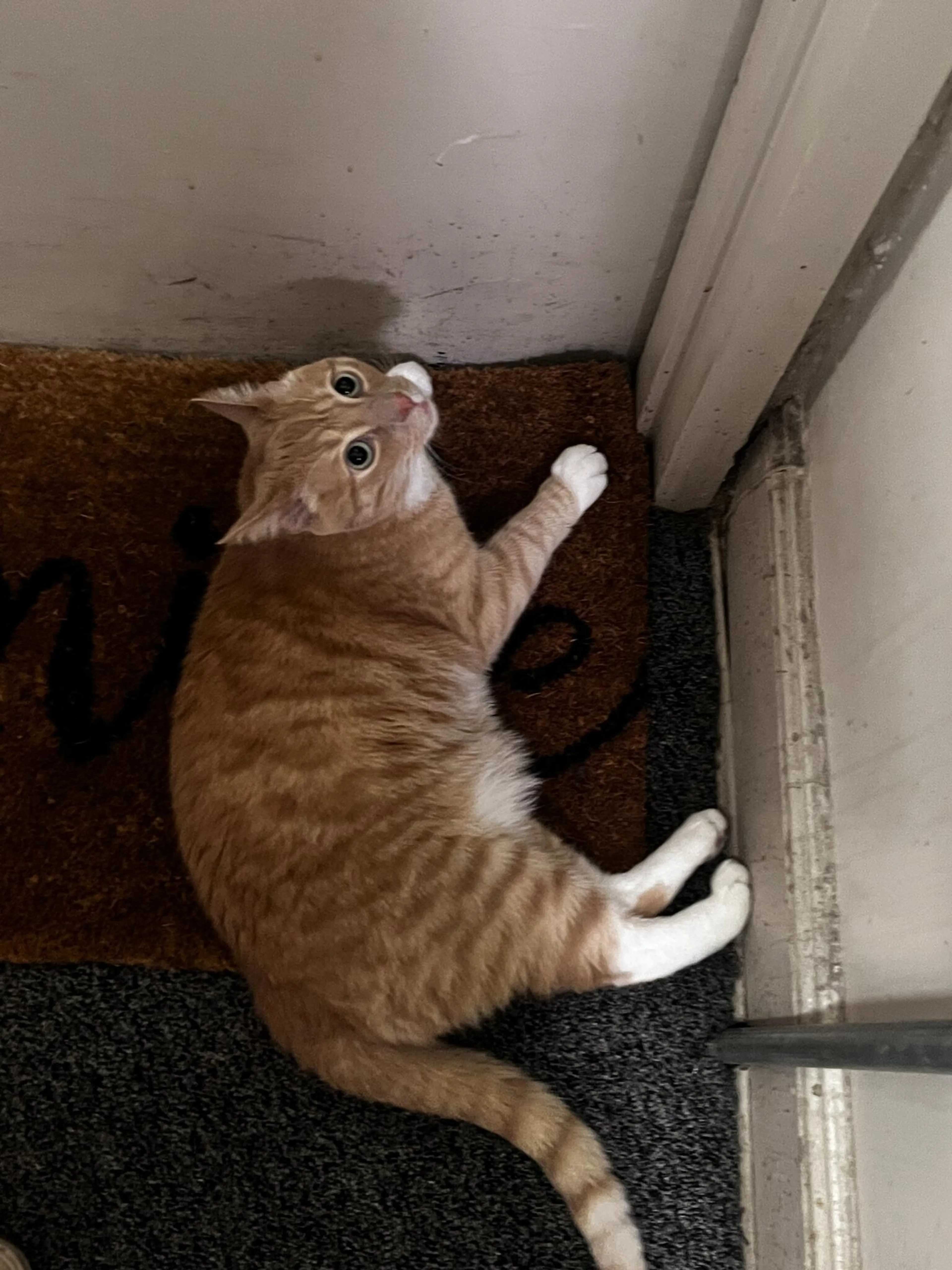 Found pet