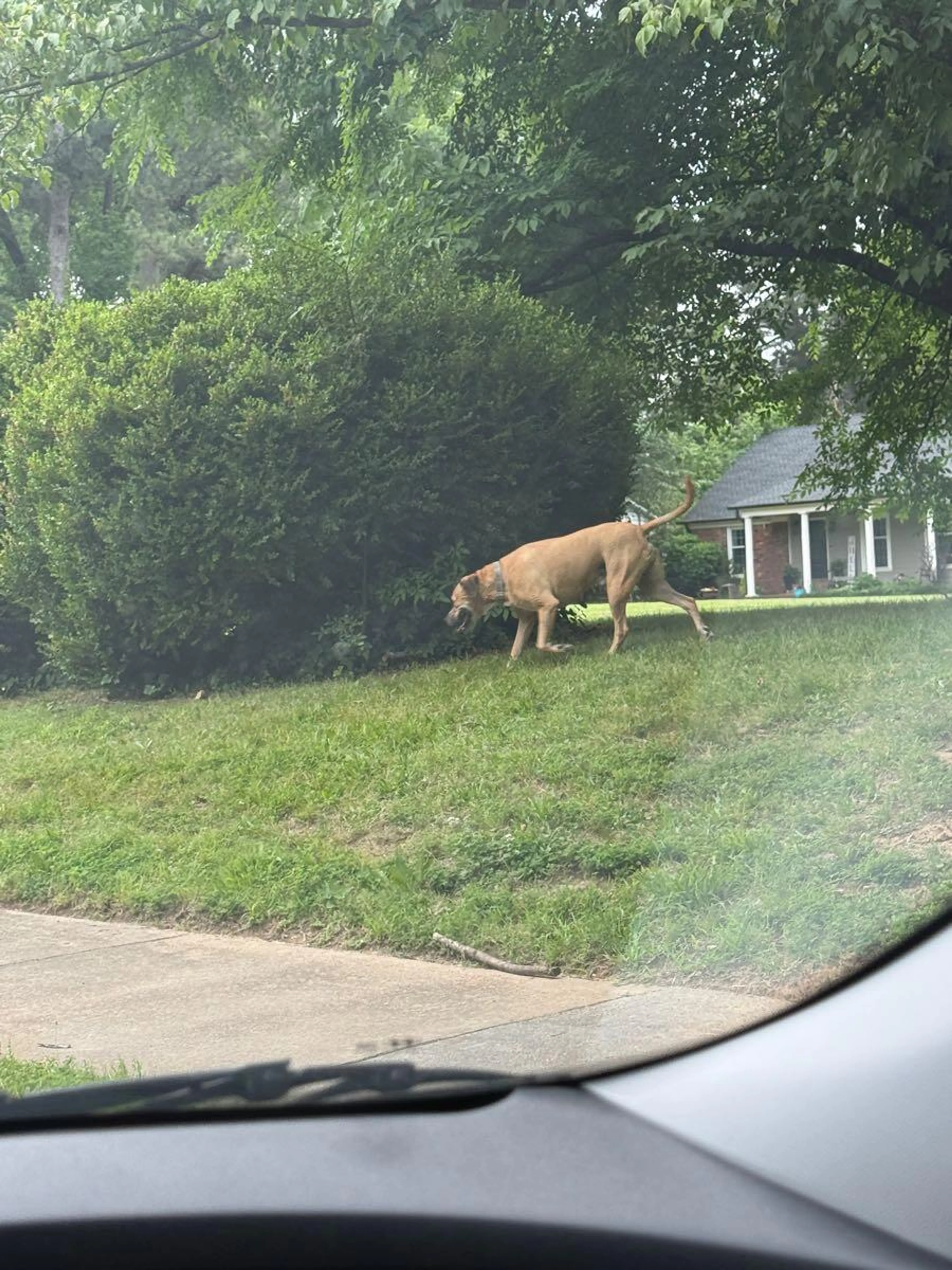 Found pet