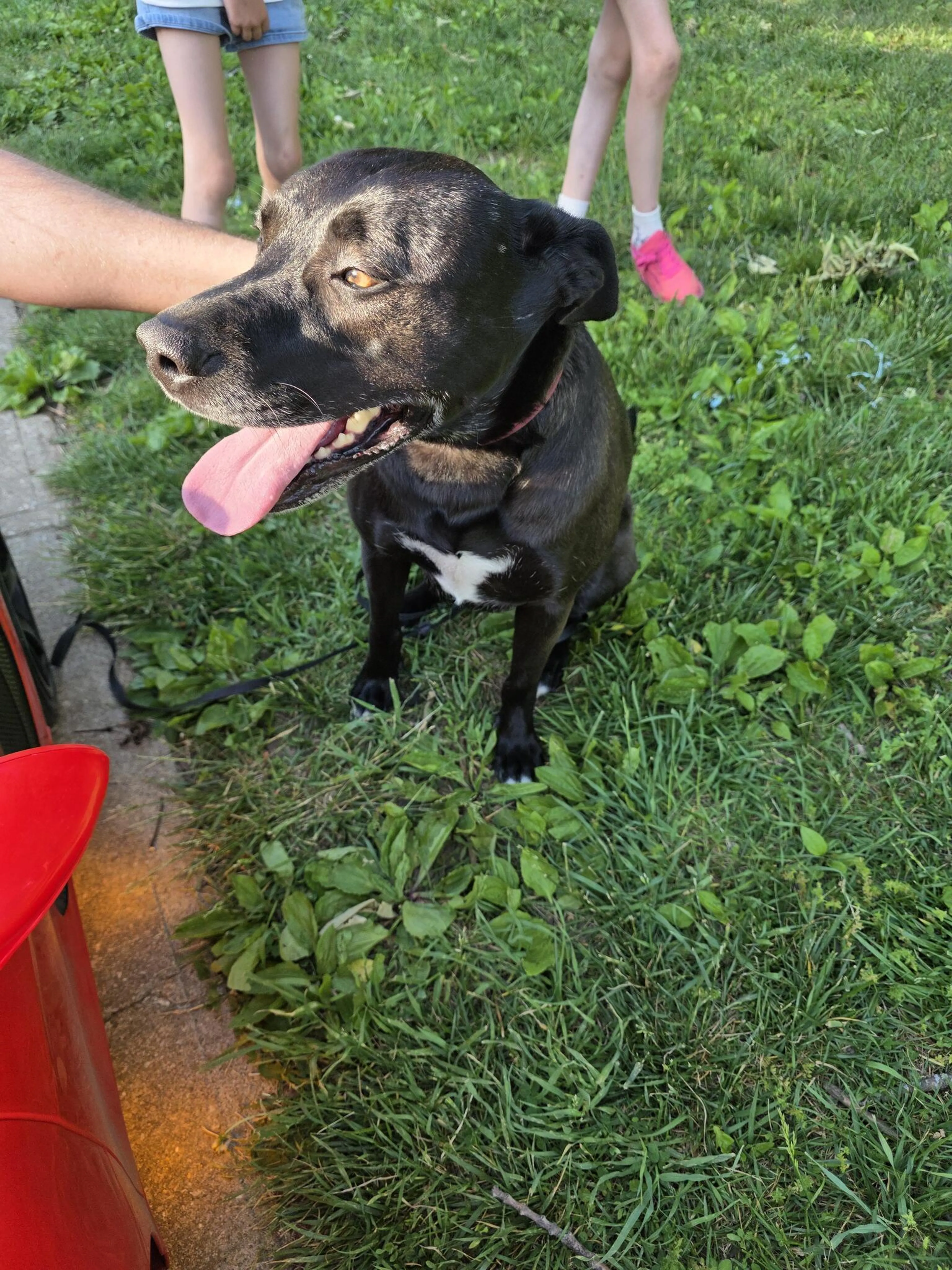 Found pet