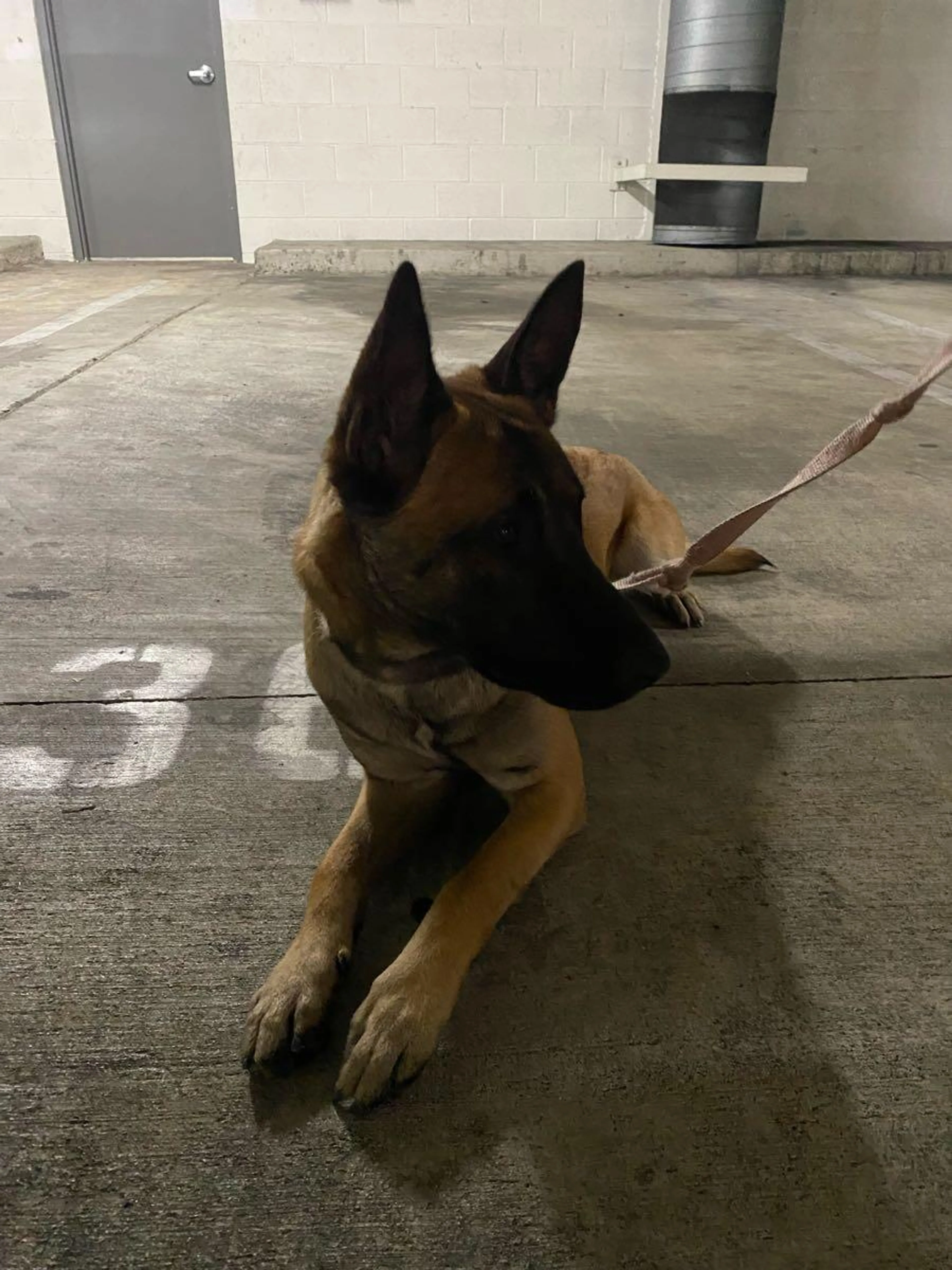Found pet