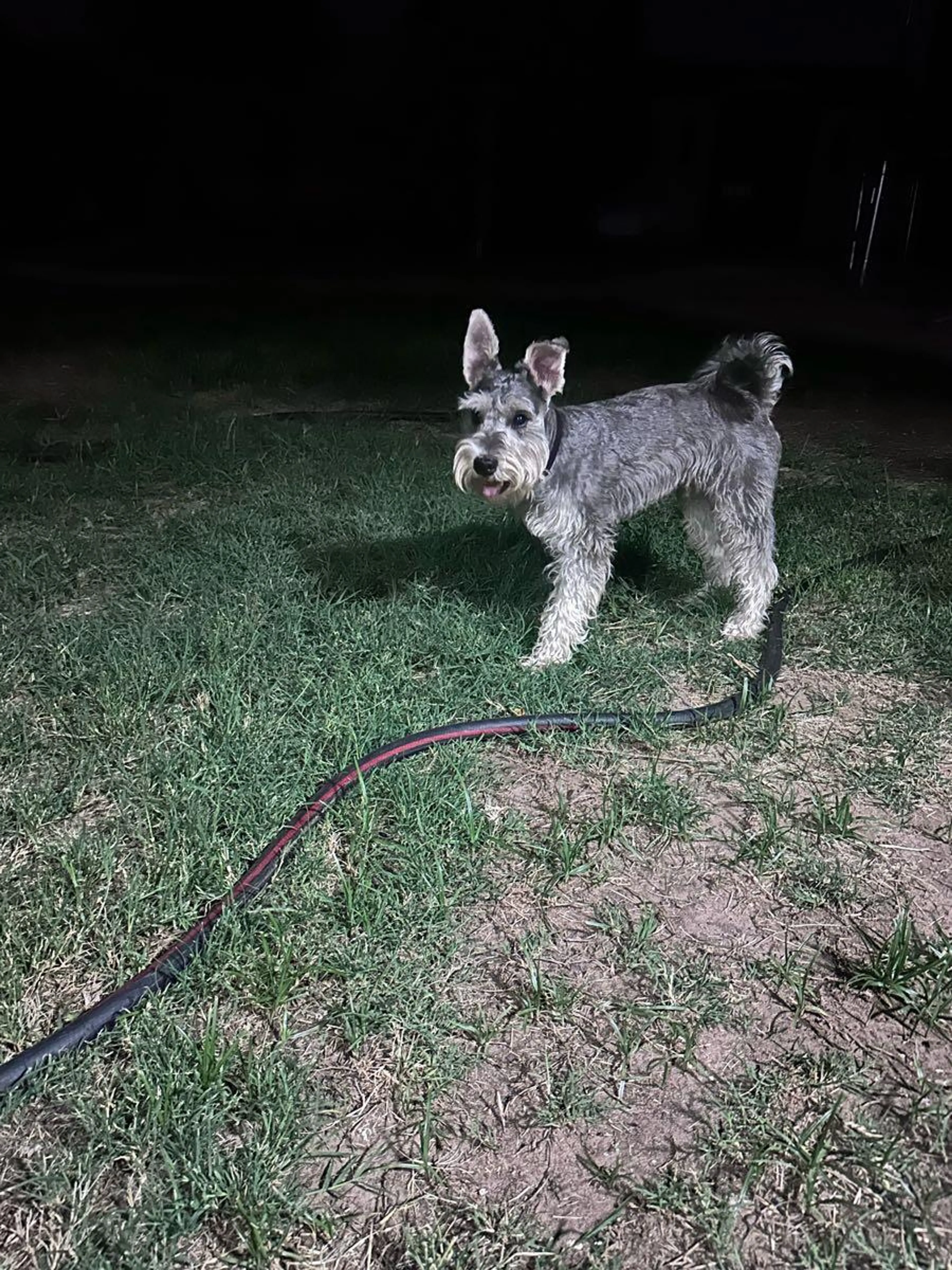 cdn image