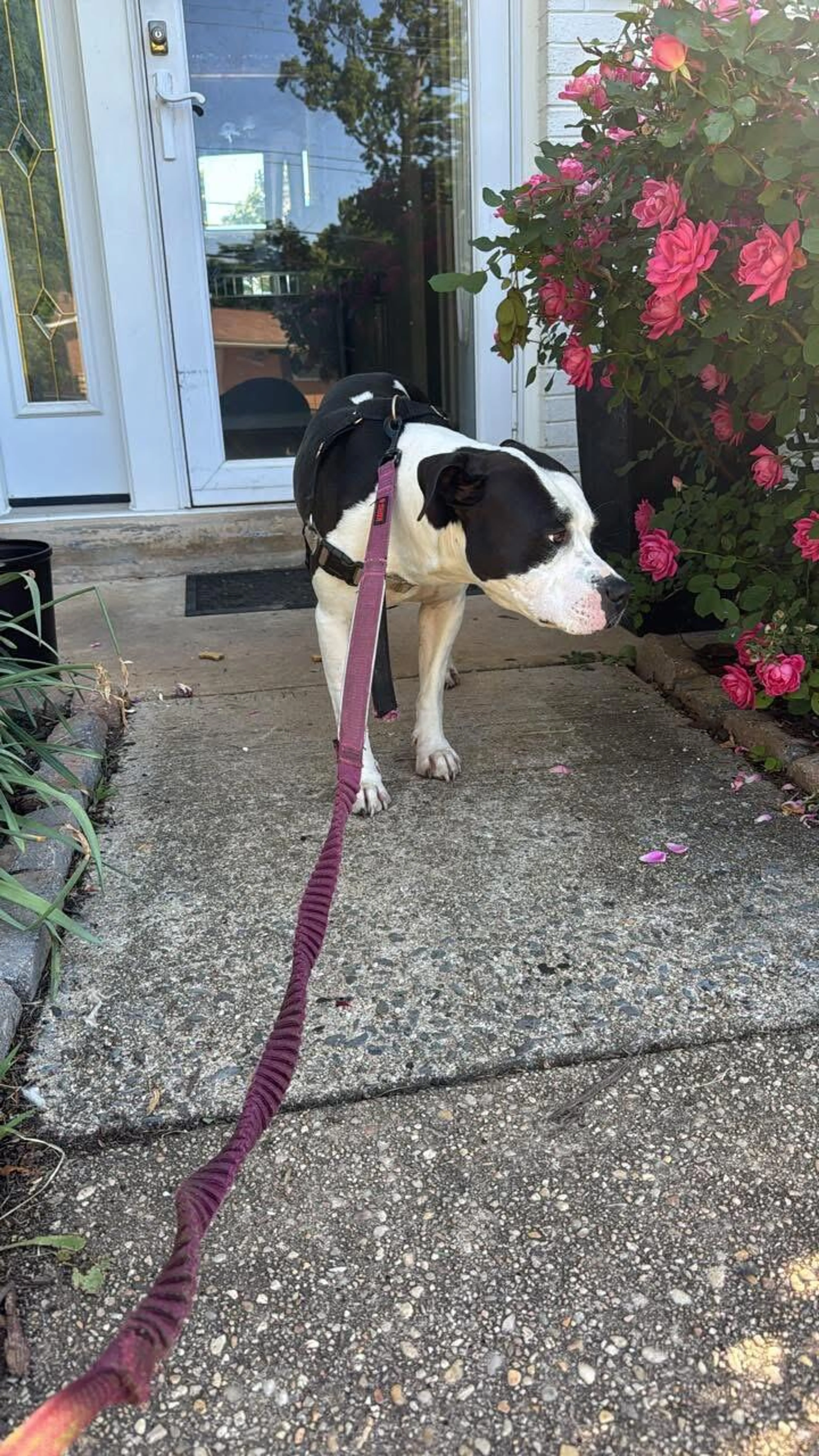 Found pet