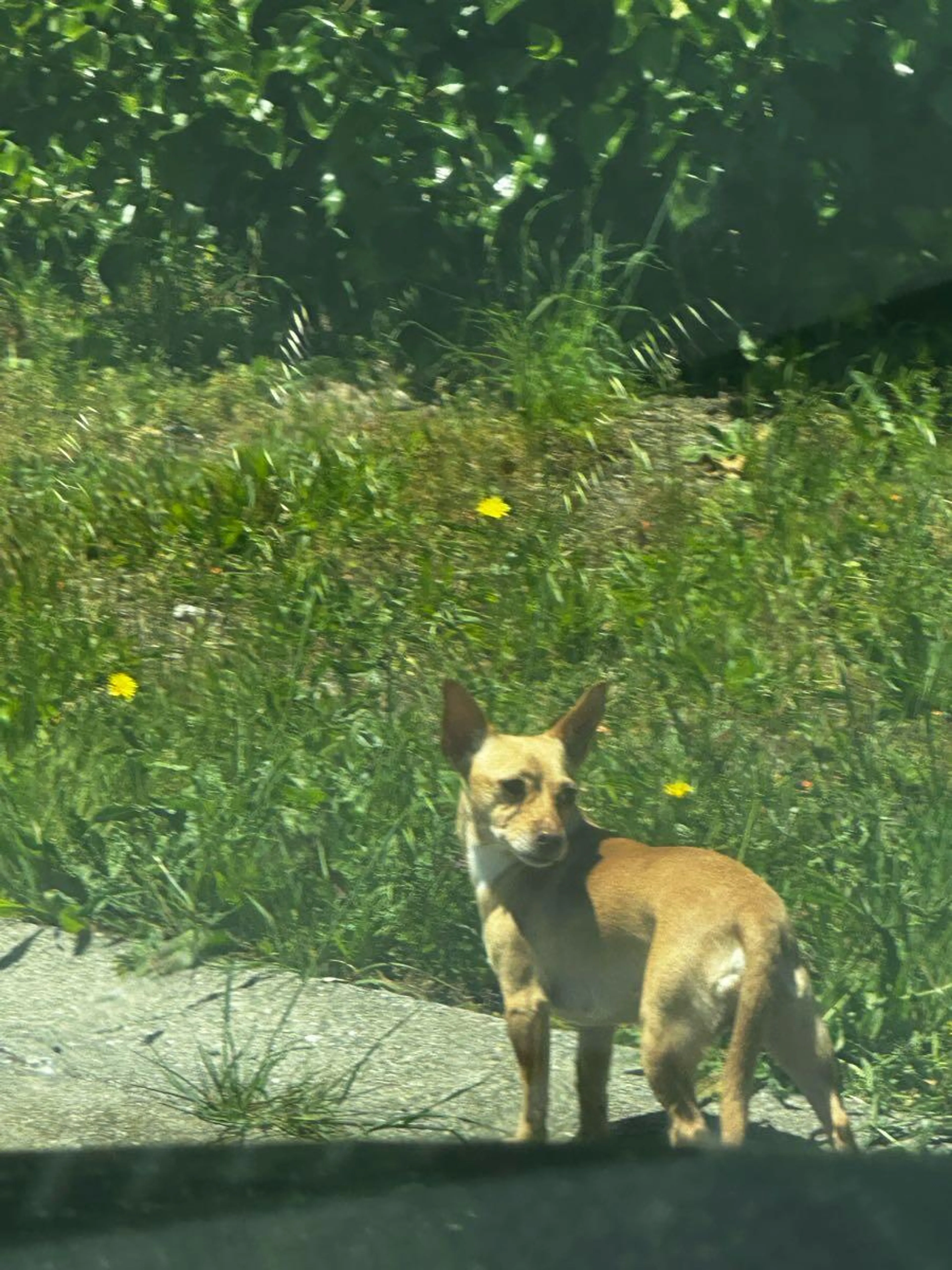 Found pet