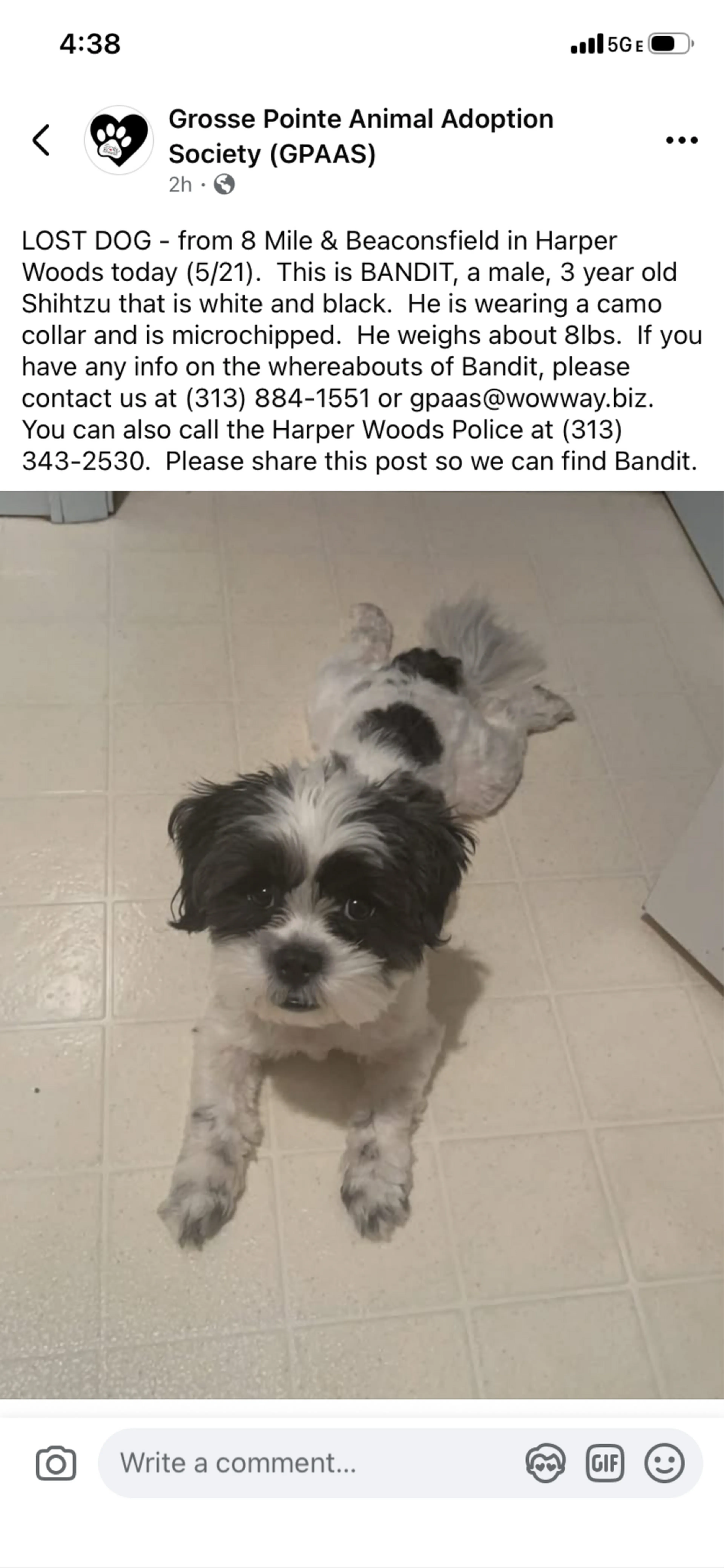 Lost pet