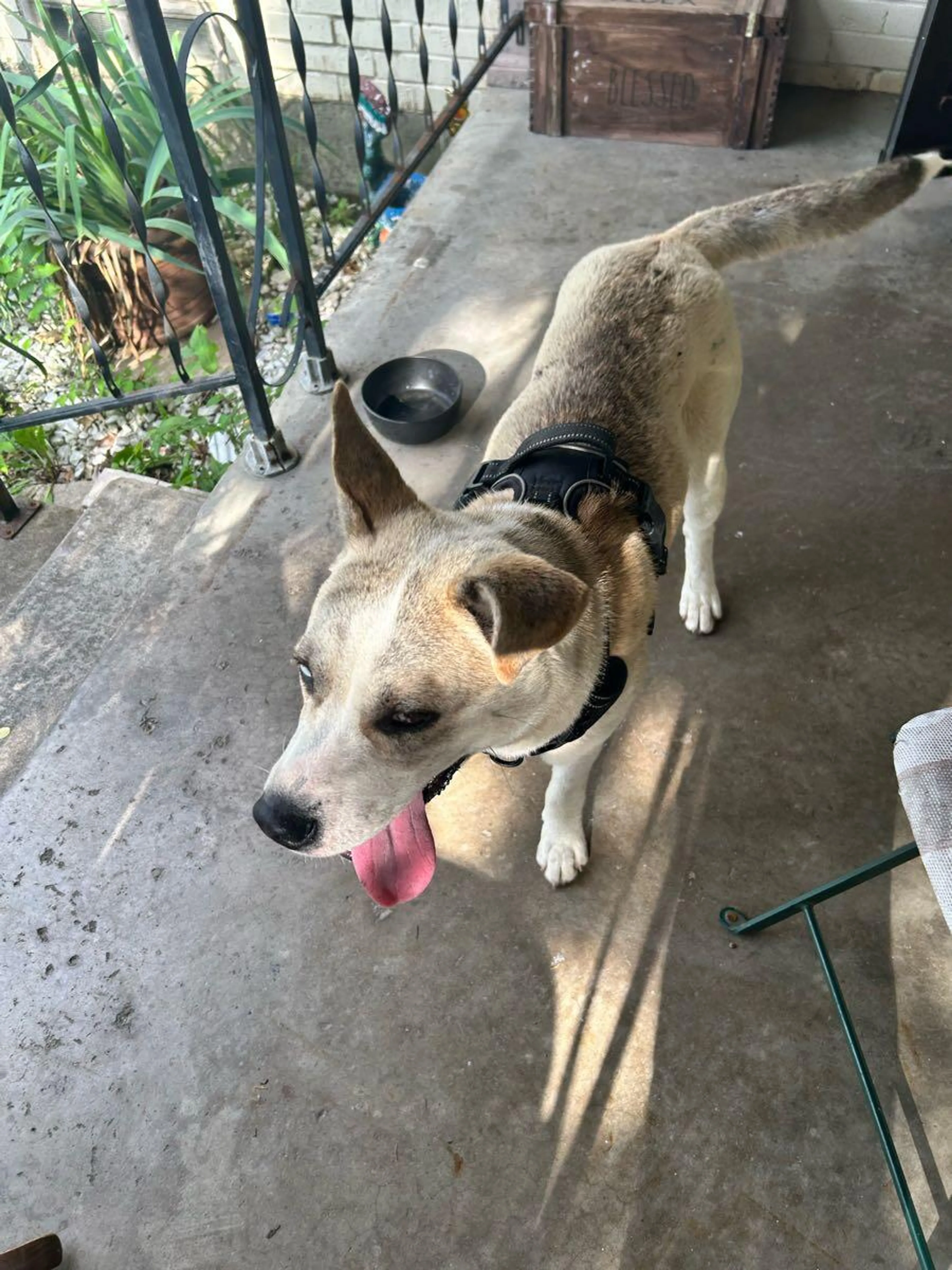 Found pet