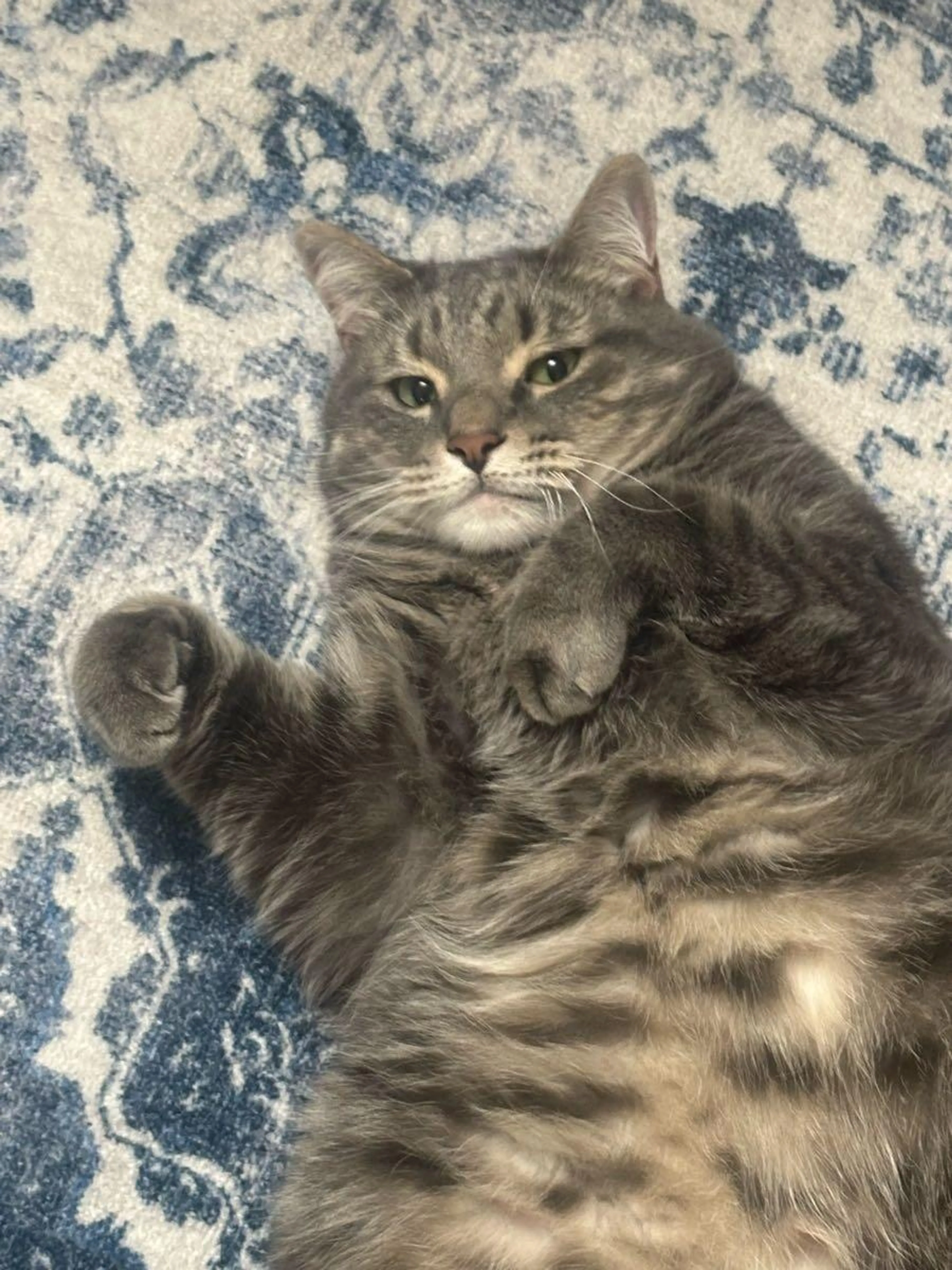 Lost pet