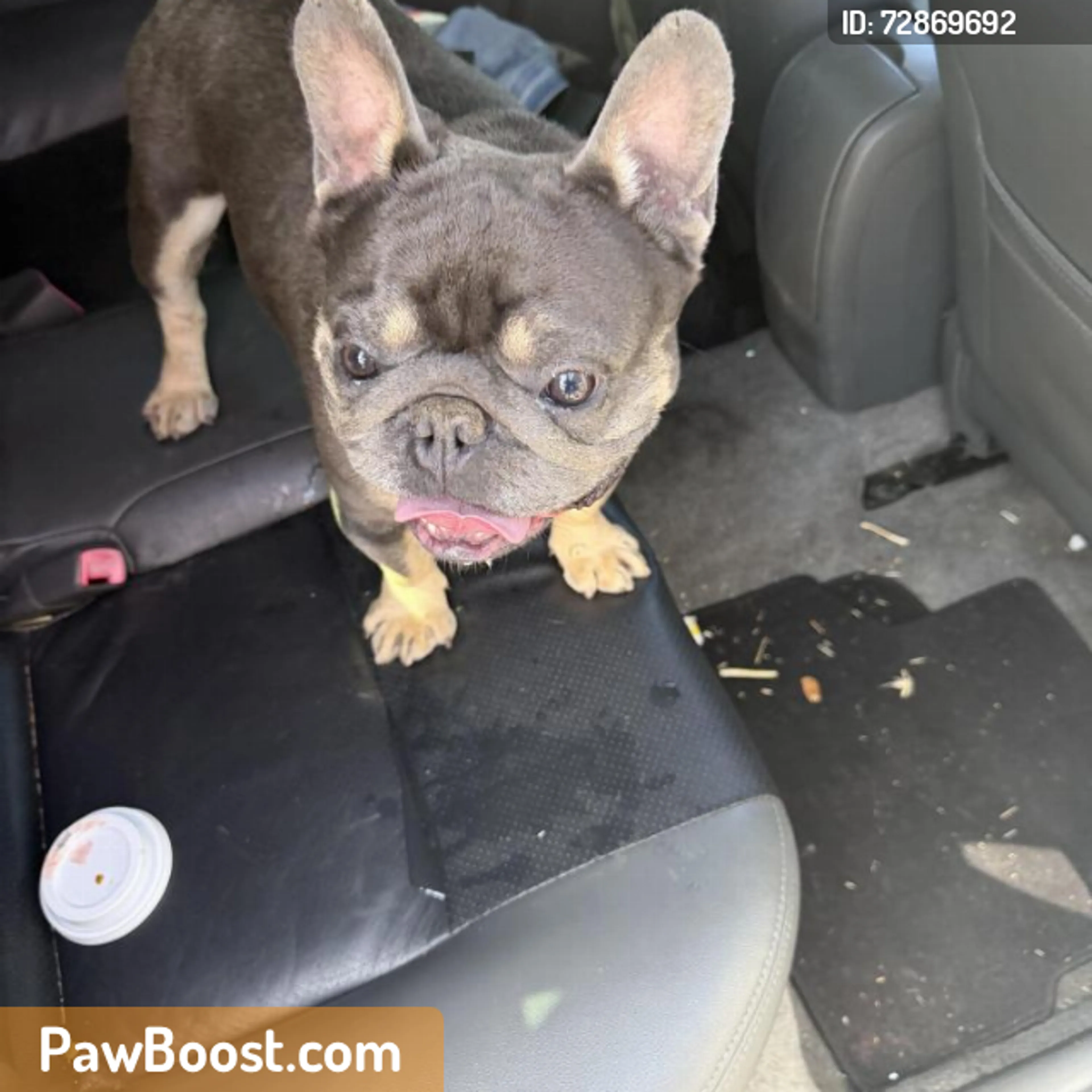 Found pet