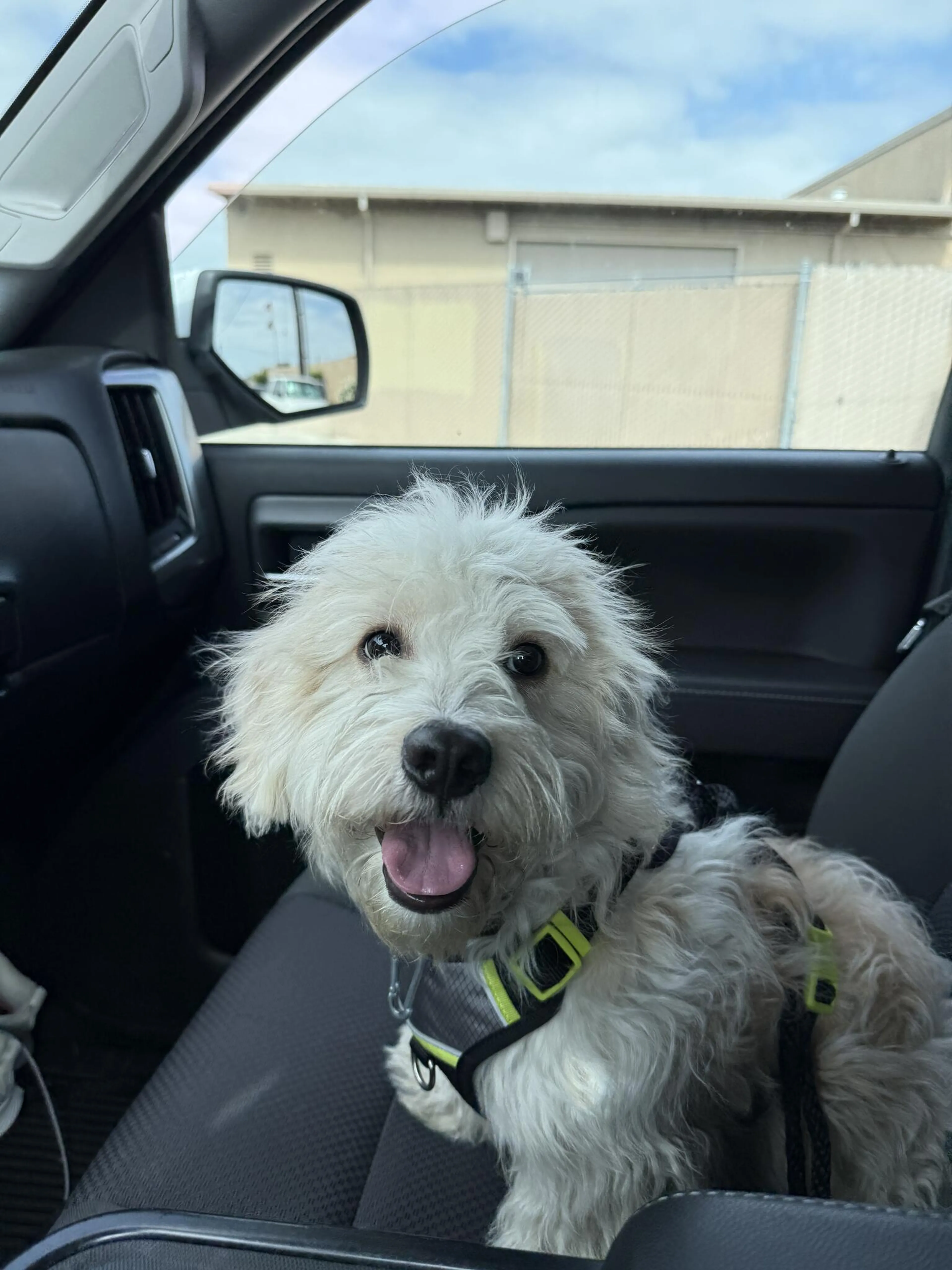 Found pet